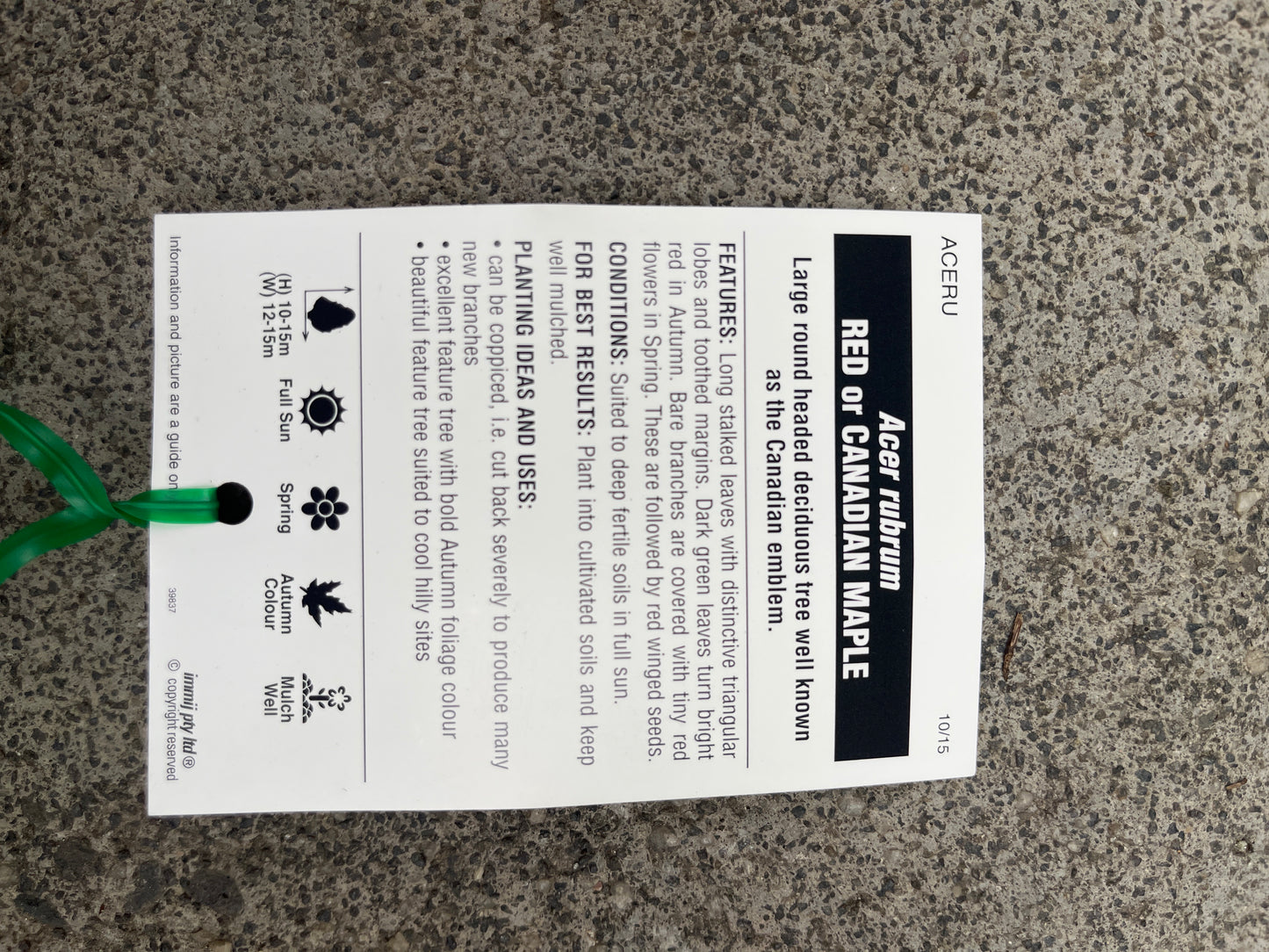 Canadian Maple - Autumn red (Acer rubrum)