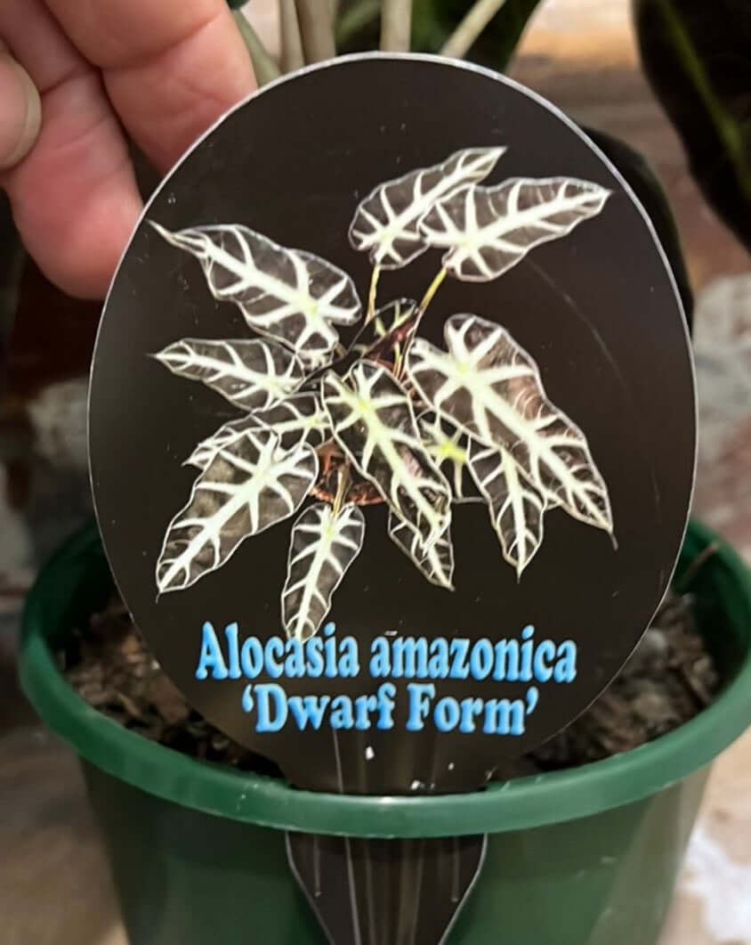 Alocasia amazonica ‘Dwarf Form’