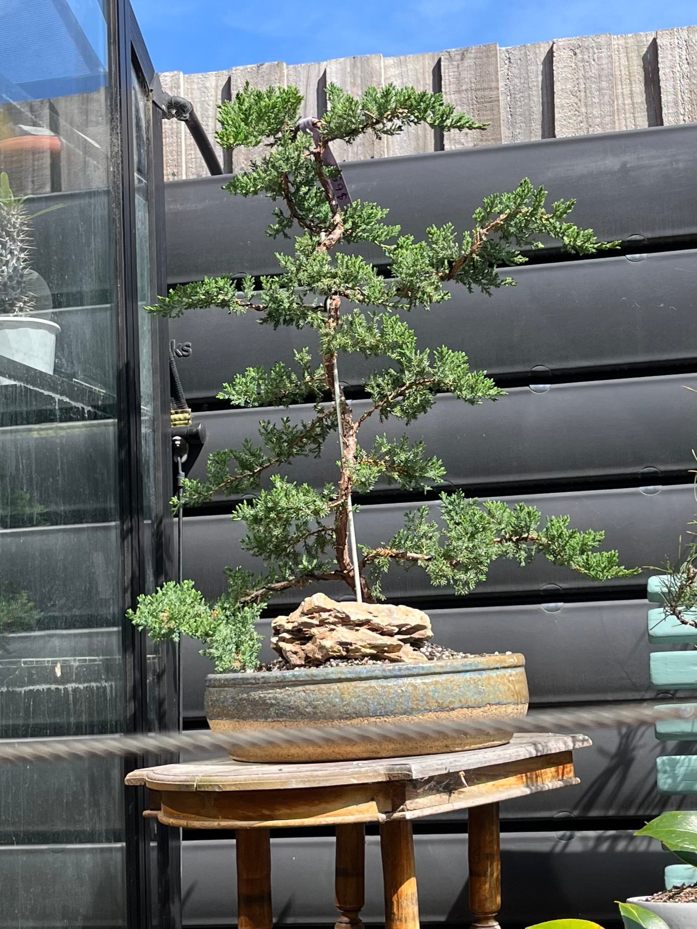 Bonsai - 2019 Juniper in Seaspray TONiC Ceramic planter