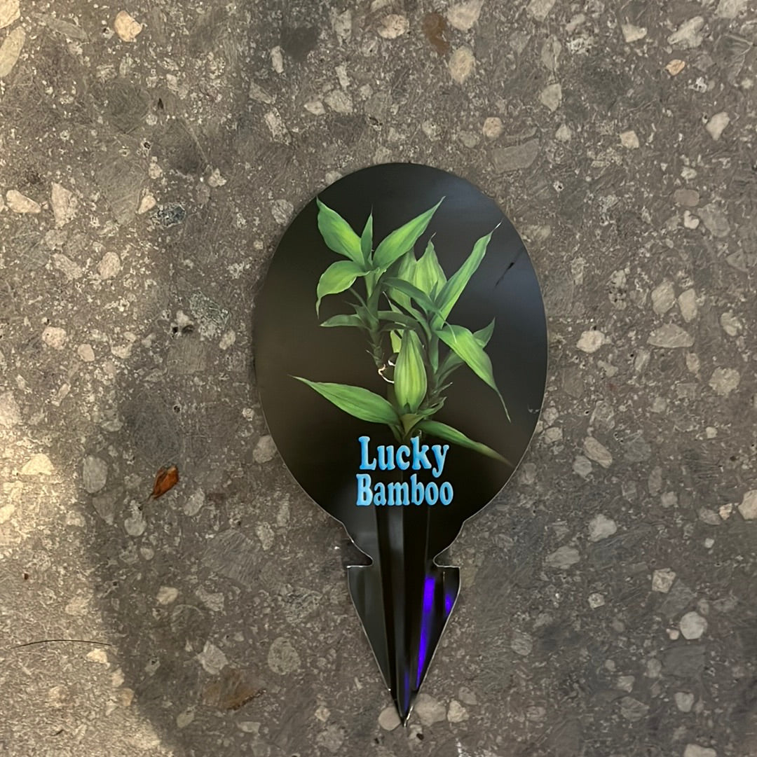 Lucky Bamboo (Dracaena sanderiana)