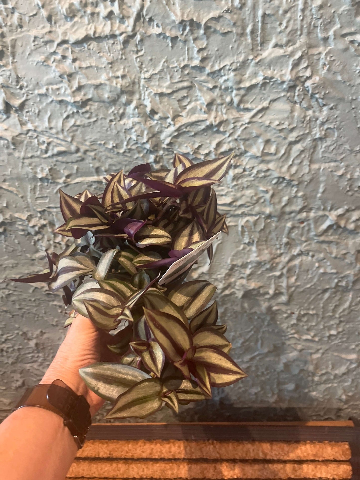 Tradecantia zebrina purple highway