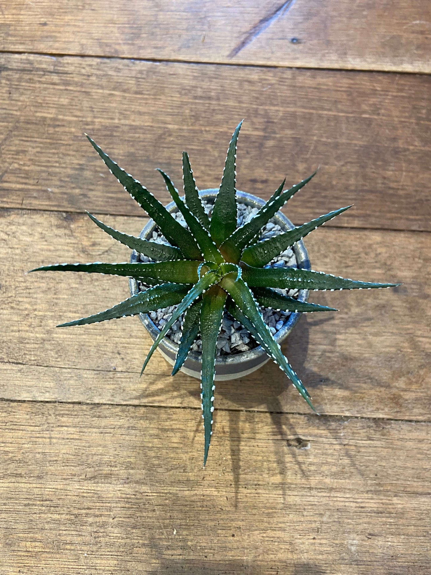 Haworthia in TONiC Ceramics ‘Oil Drum’ planter