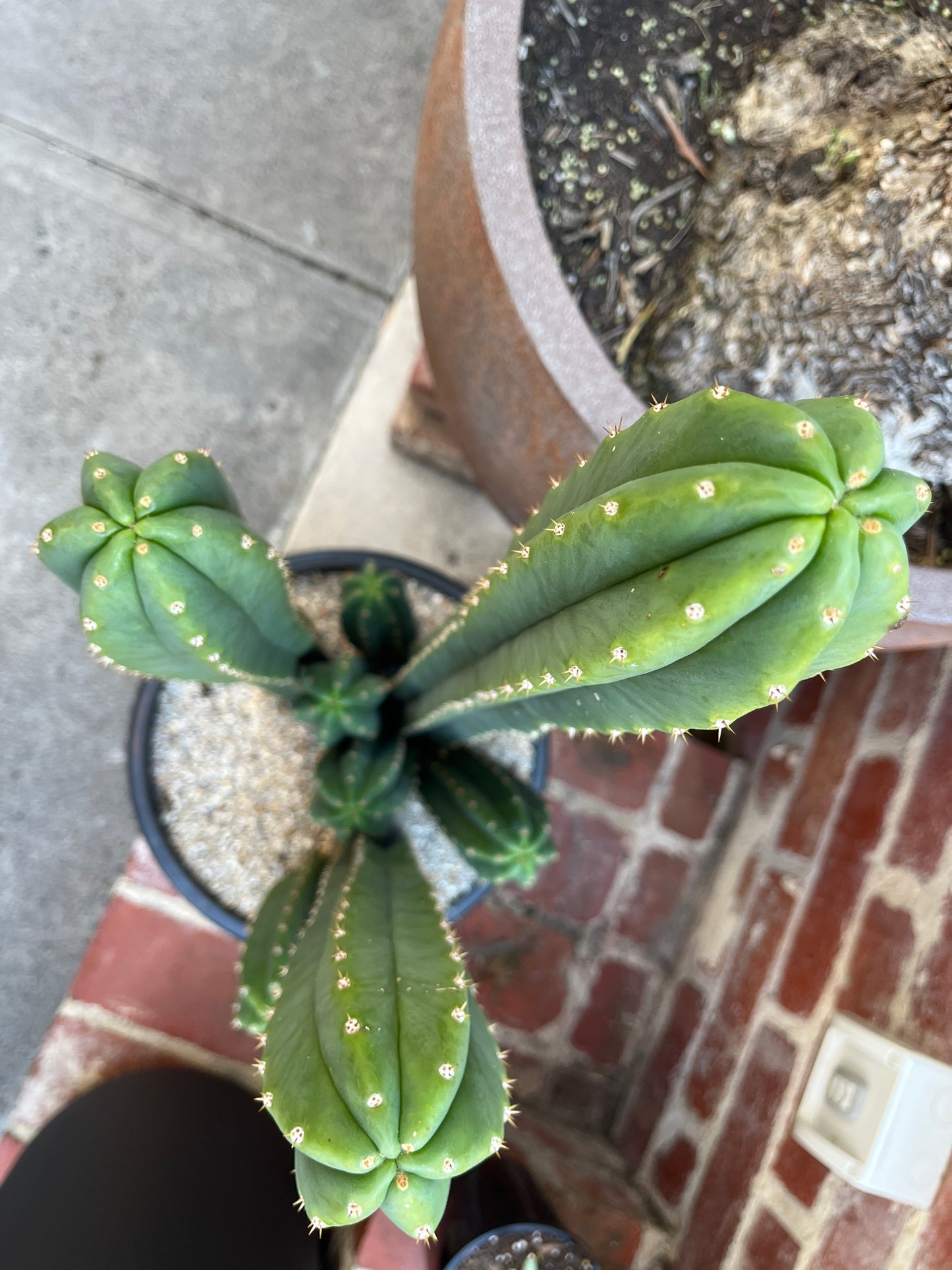 San Pedro cactus (Enchinopsis pachanoi)