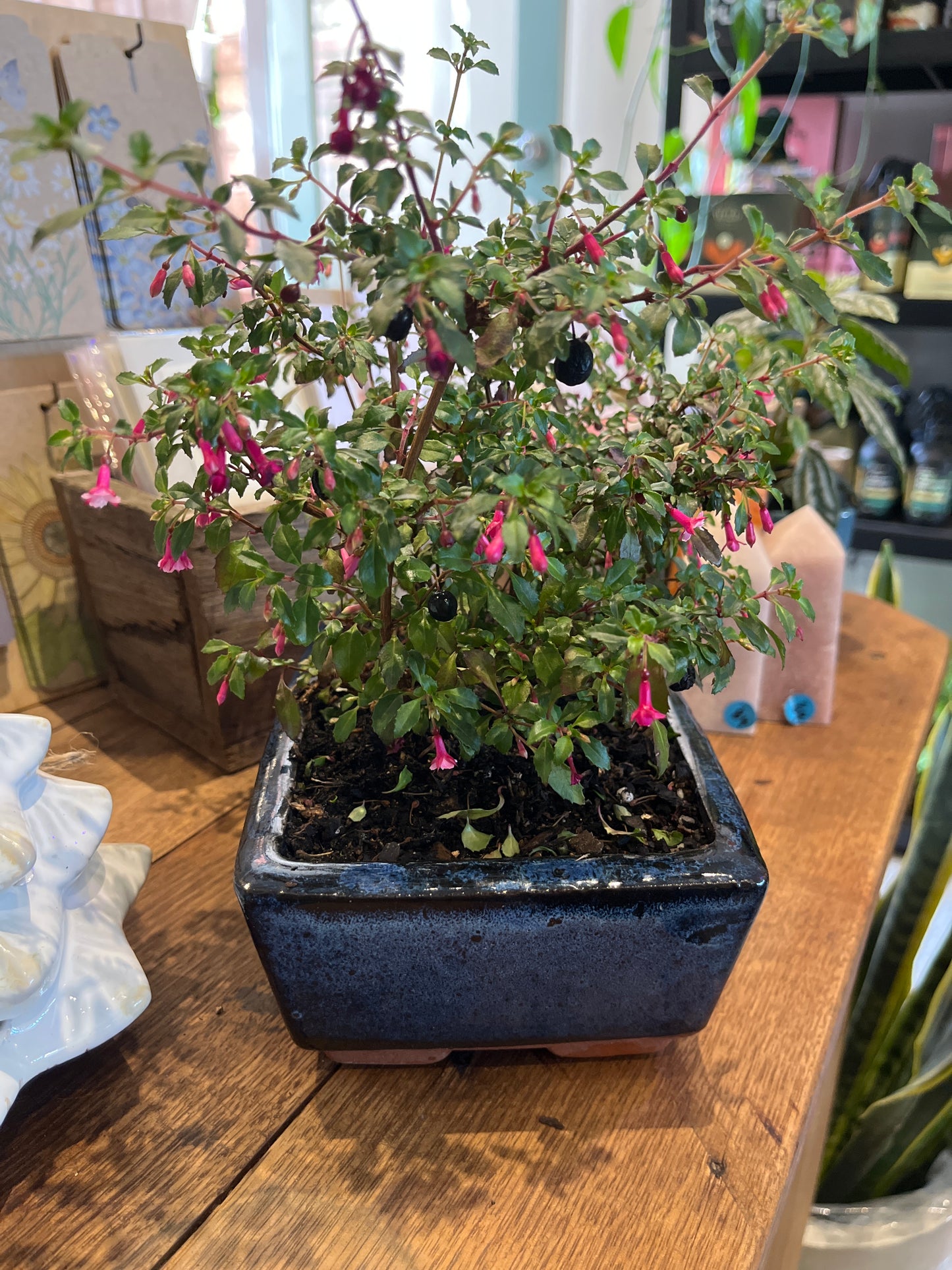 Bonsai - Fuchsia