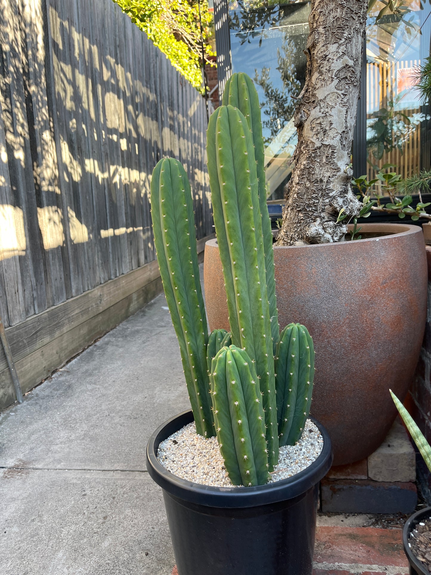 San Pedro cactus (Enchinopsis pachanoi)