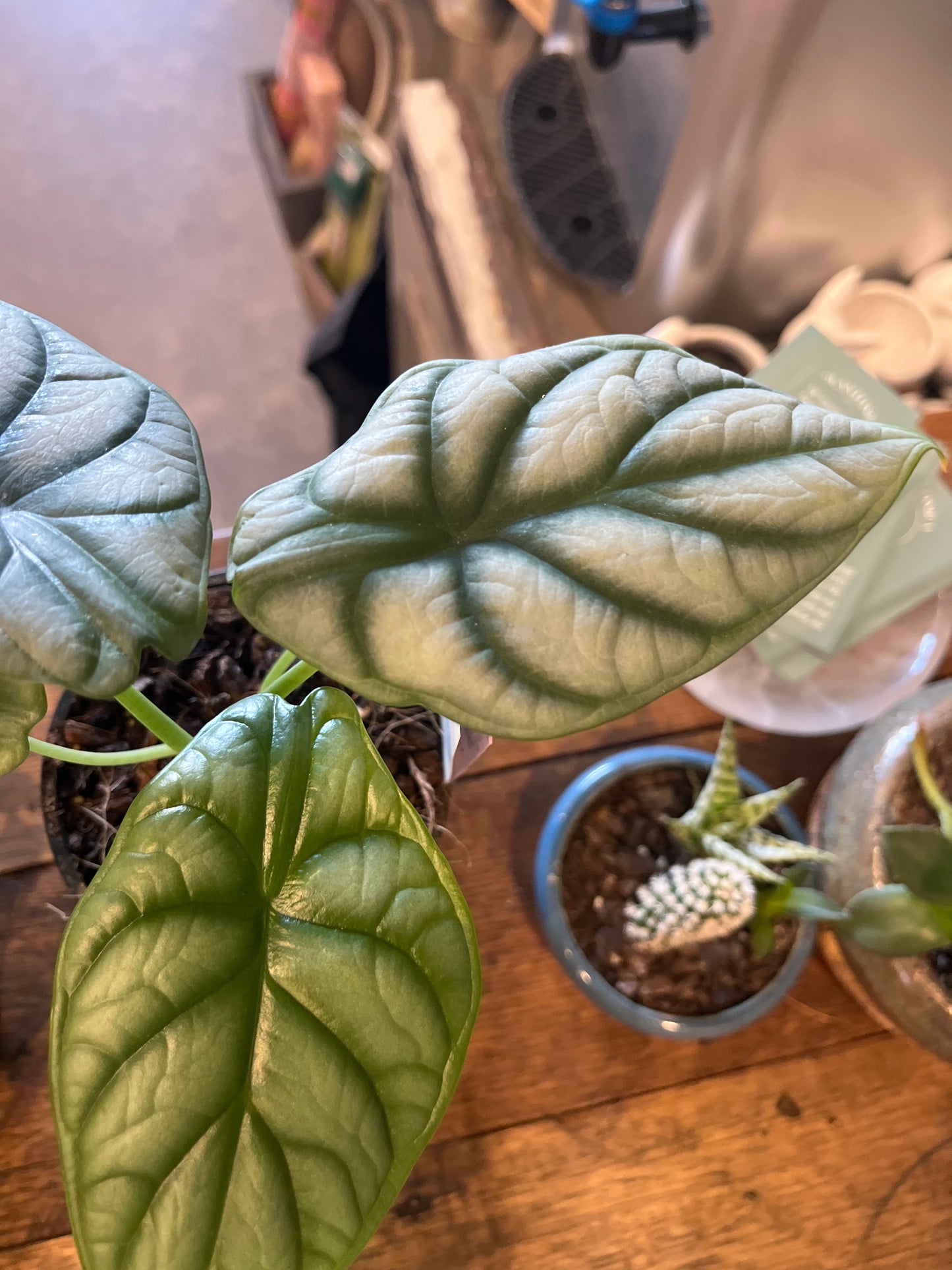 Alocasia 'Silver Dragon’