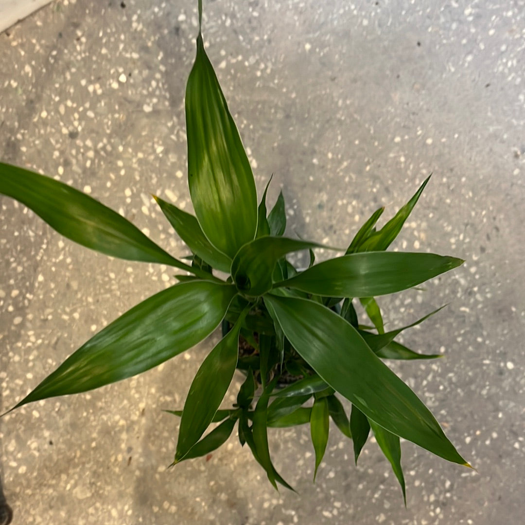 Lucky Bamboo (Dracaena sanderiana)