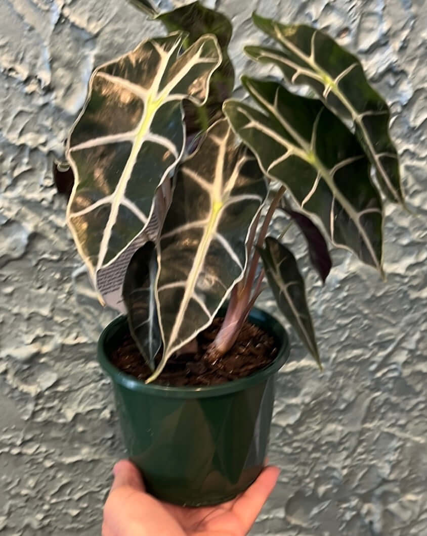 Alocasia amazonica ‘Dwarf Form’