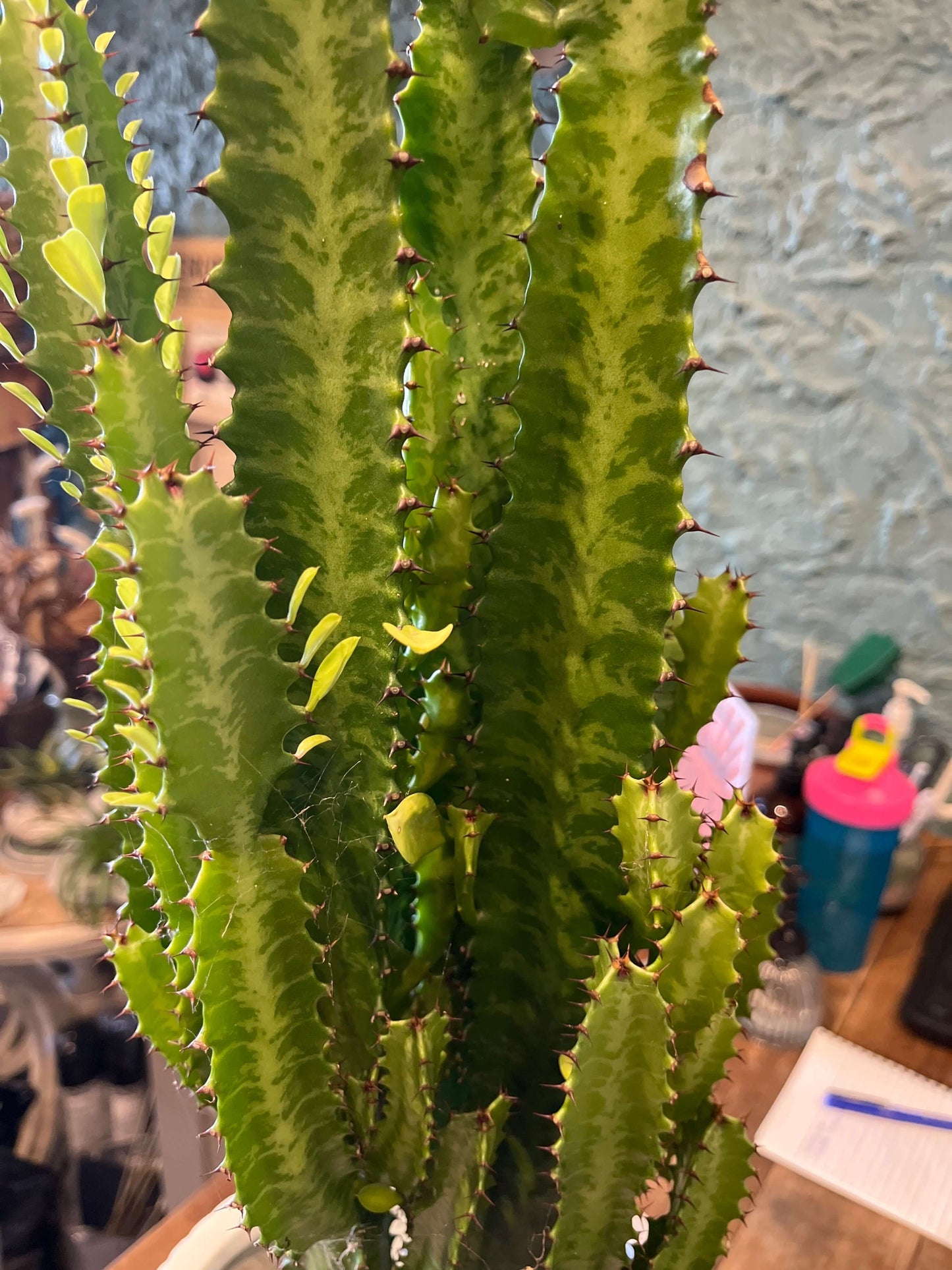 Euphorbia trigona 19cm pot