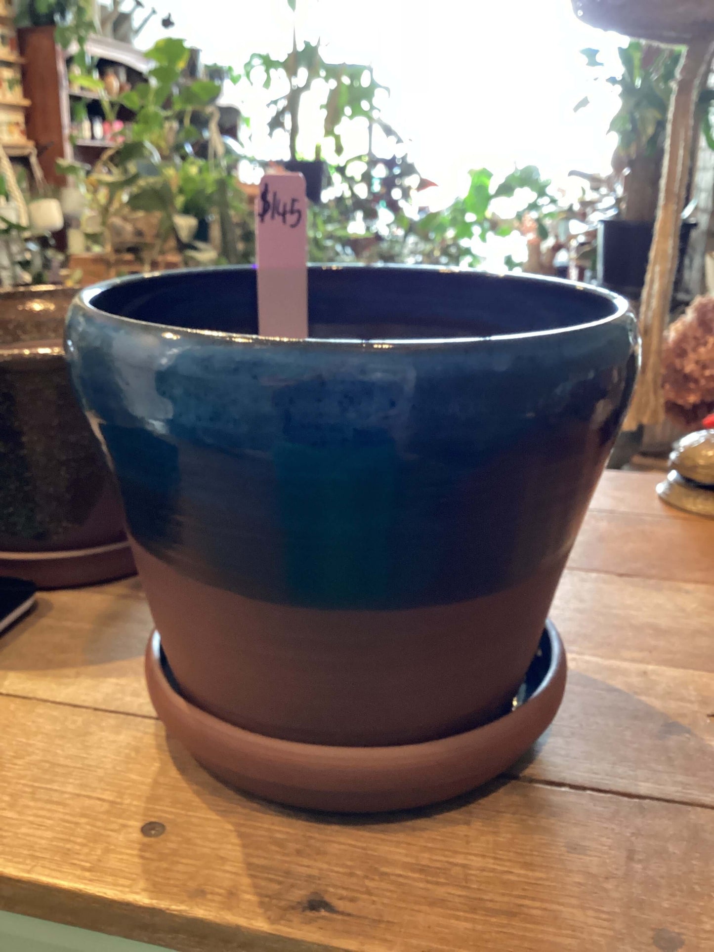 Mahogany in blue Planter
