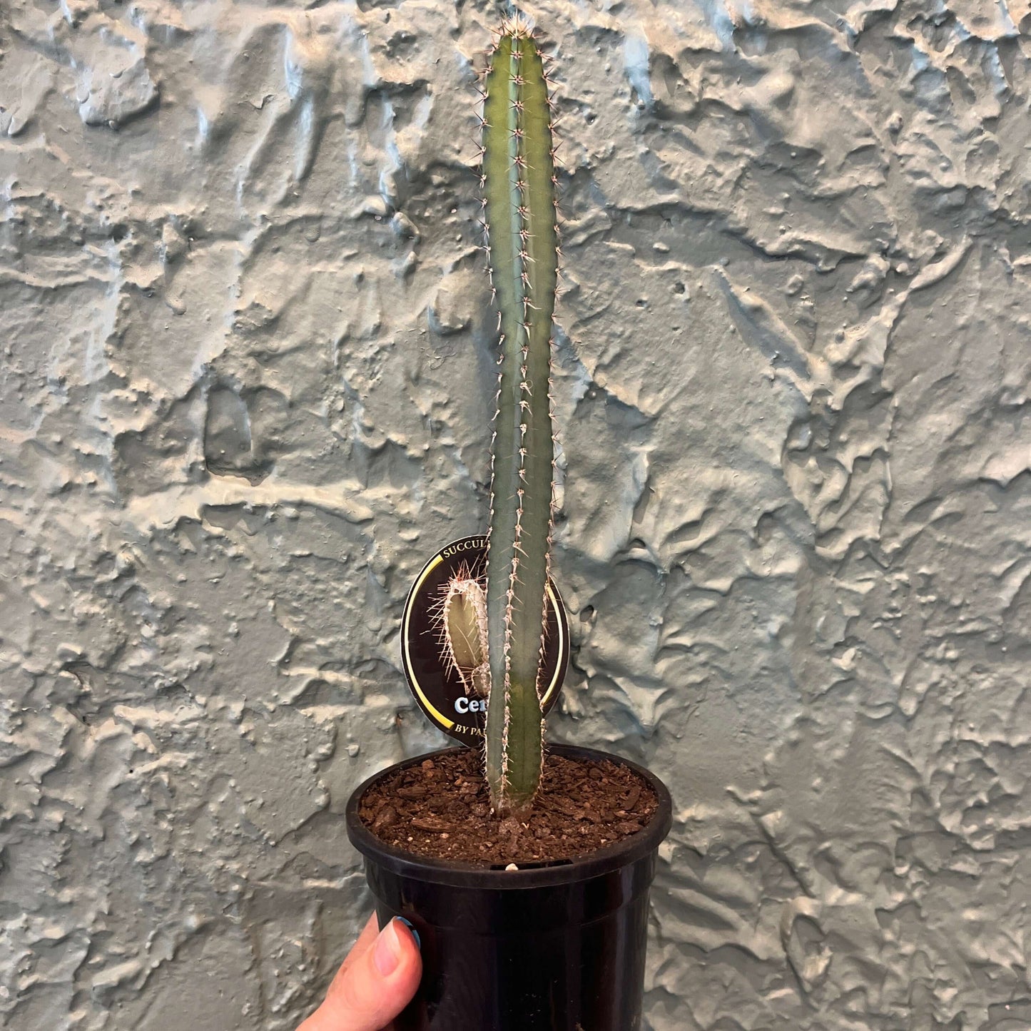 Cereus forbesii