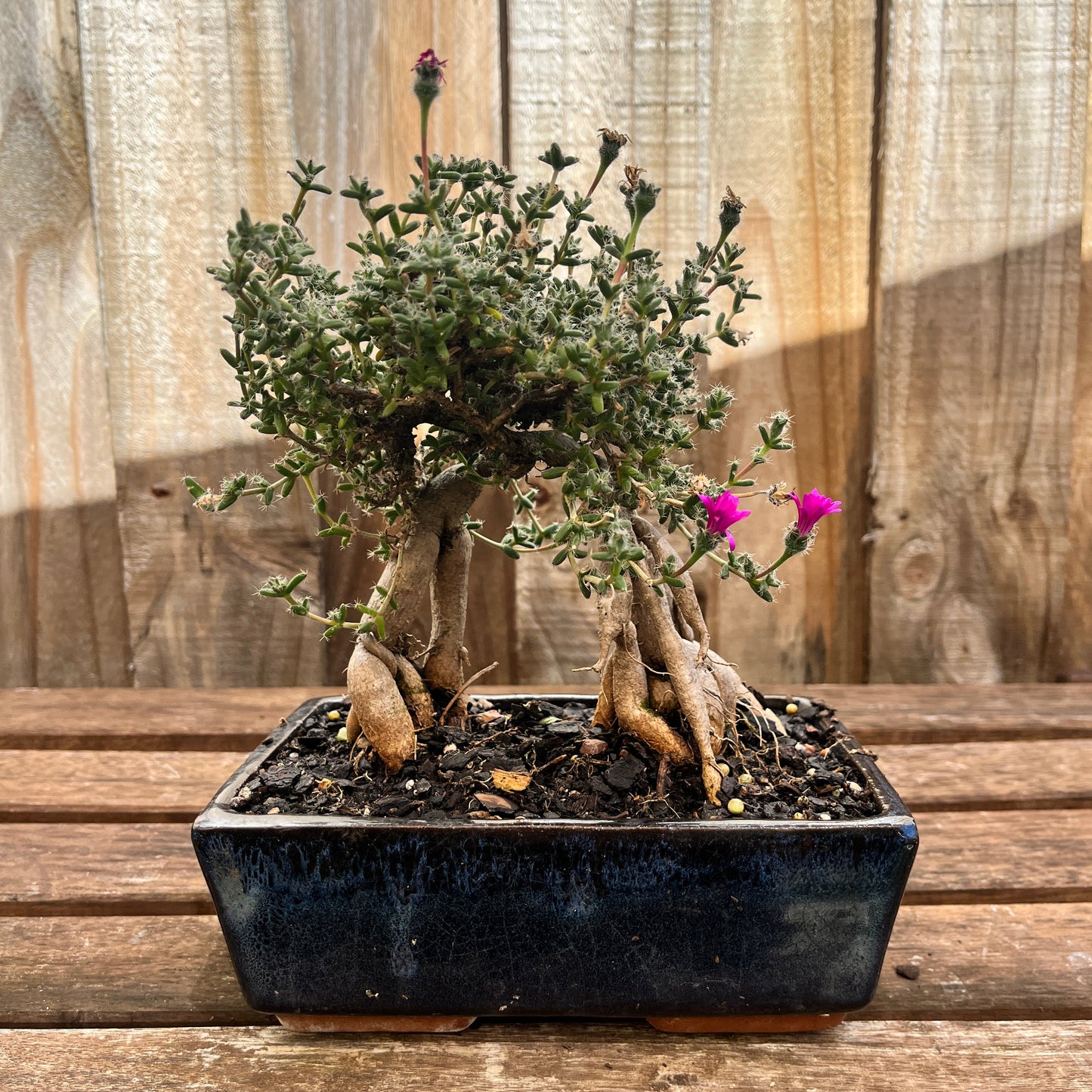 Potted plant with a ceramic planter against a wooden wall.
