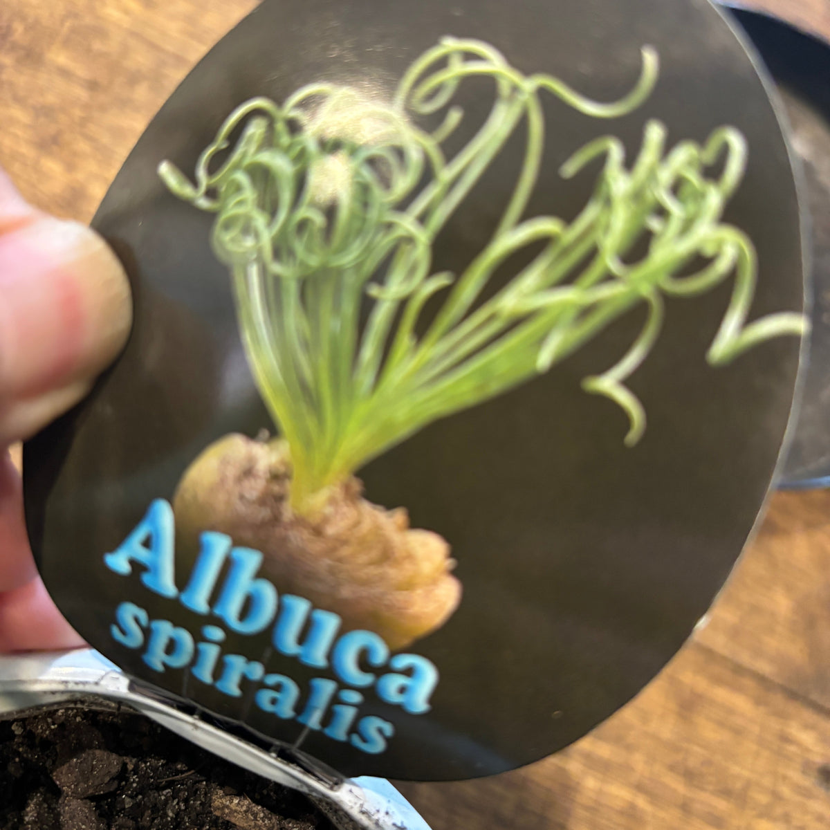 Albuca spiralis