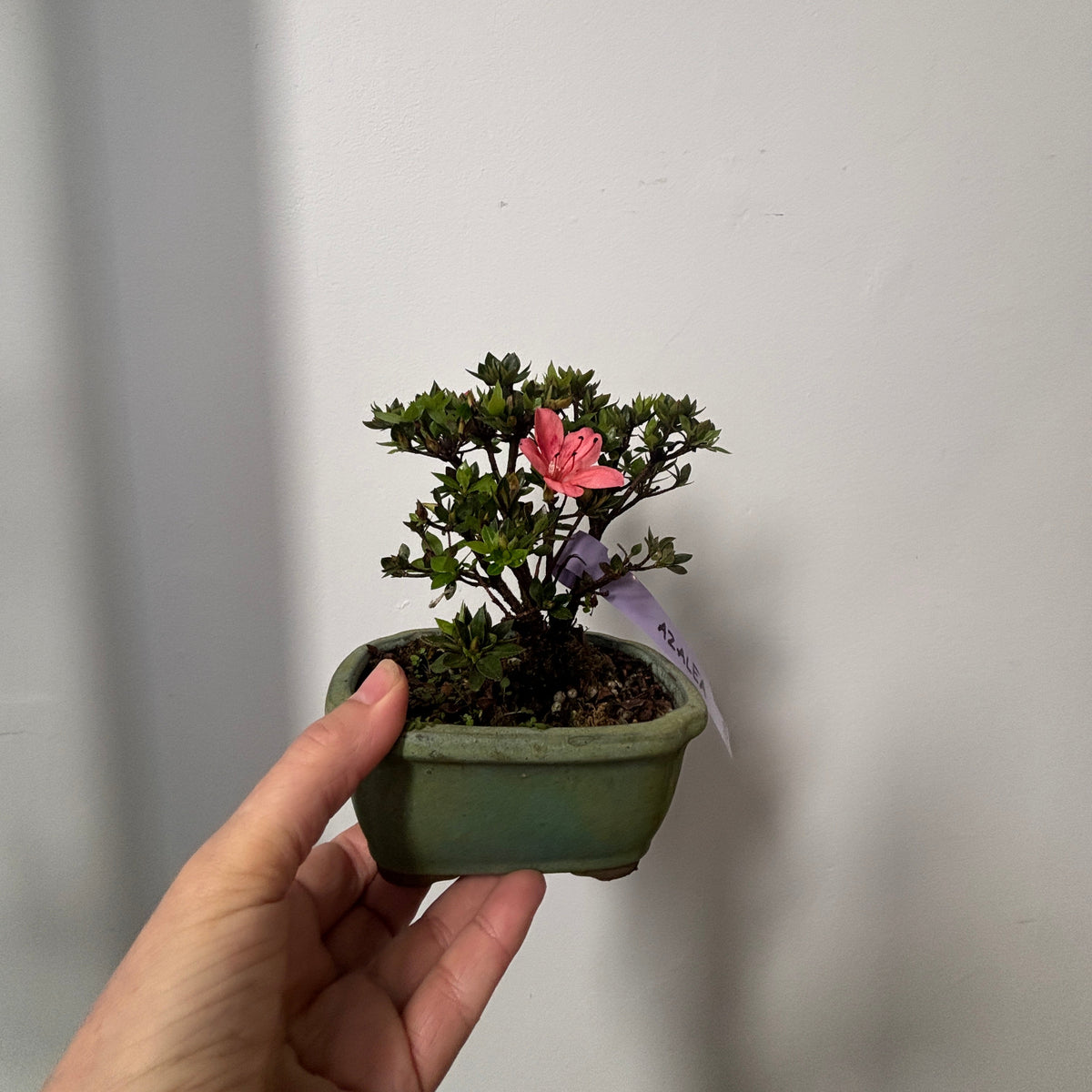 Bonsai - Azalea