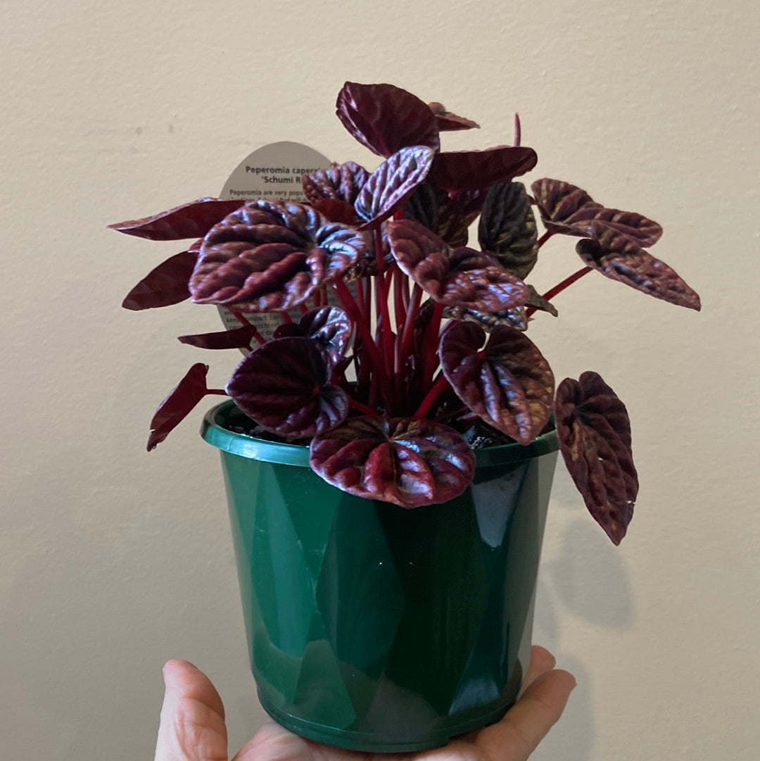Peperomia caperata ‘Schumi Red’