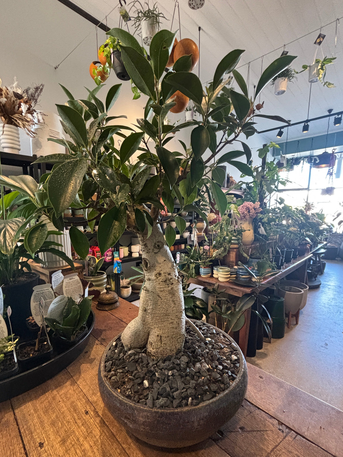 Bonsai - Ficus microcarpa in a TONiC Ceramics planter
