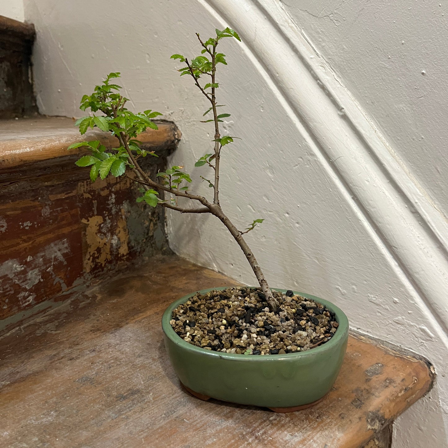 Small bonsai plant leaning against a wall with a textured surface