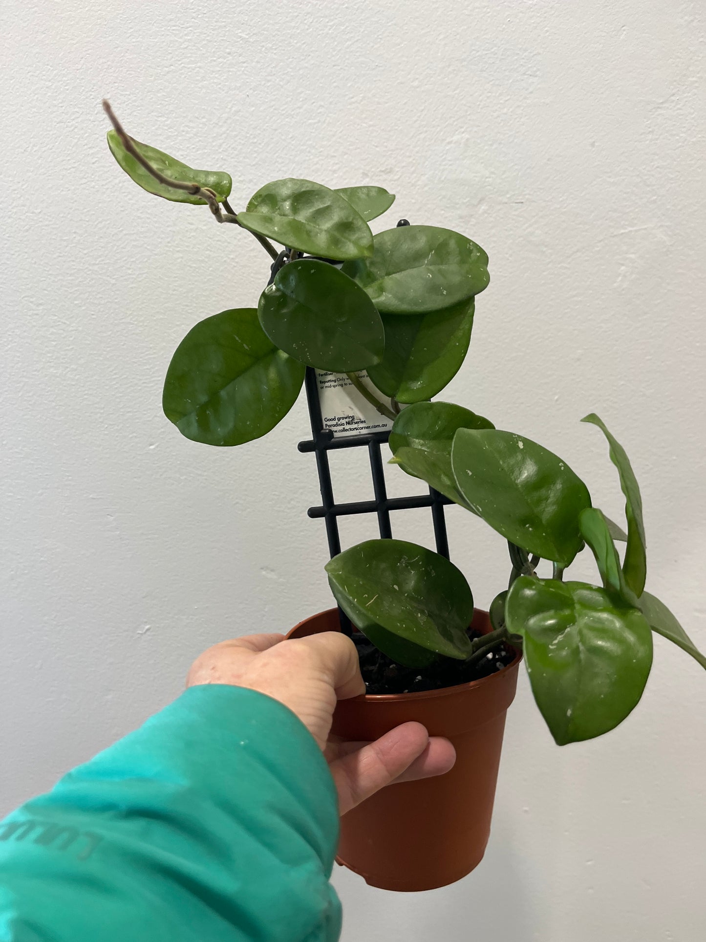 Hoya Krinkle Giant c.145
