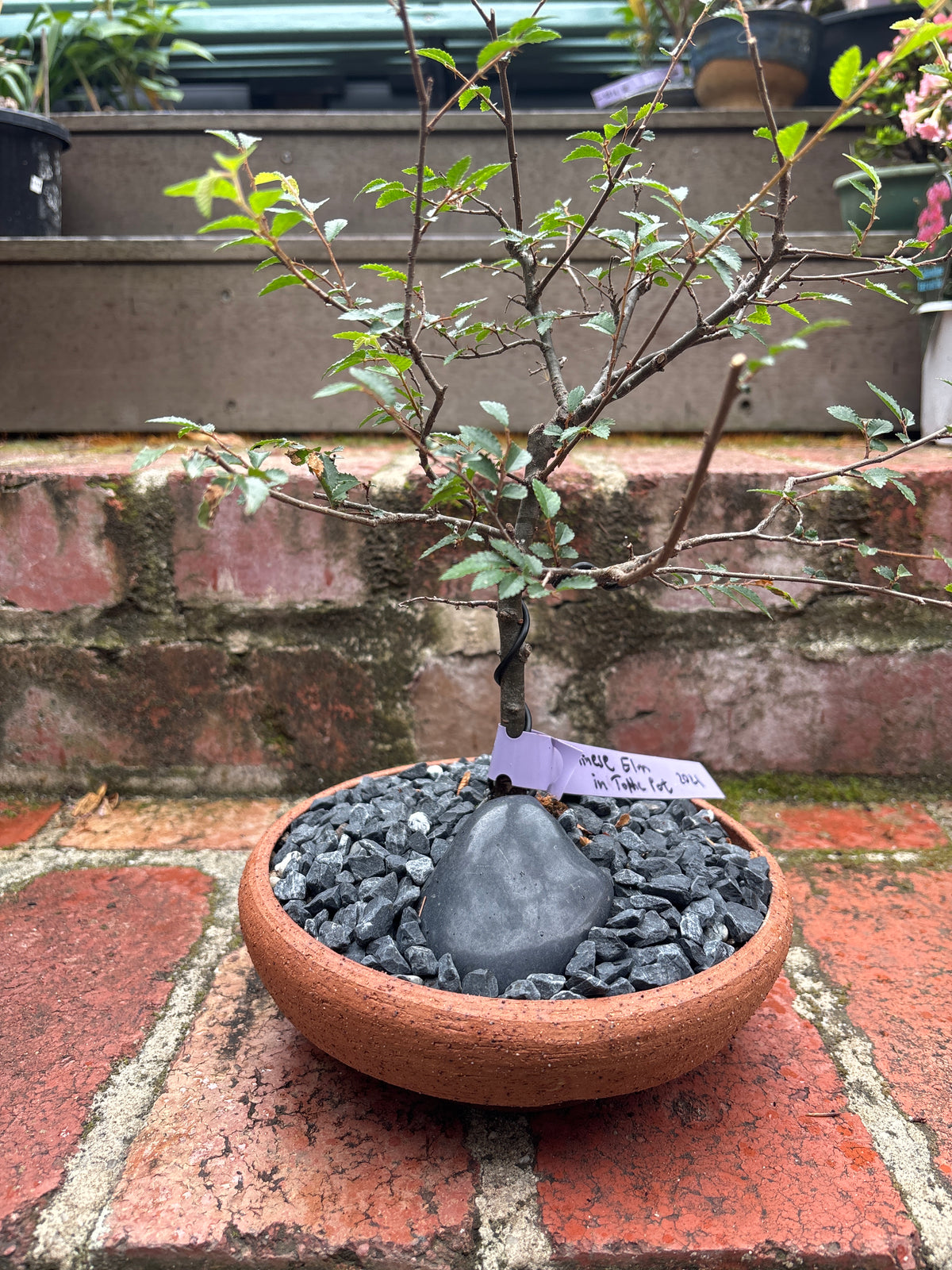 Bonsai - Chinese Elm in TONiC Ceramics planter est. 2021