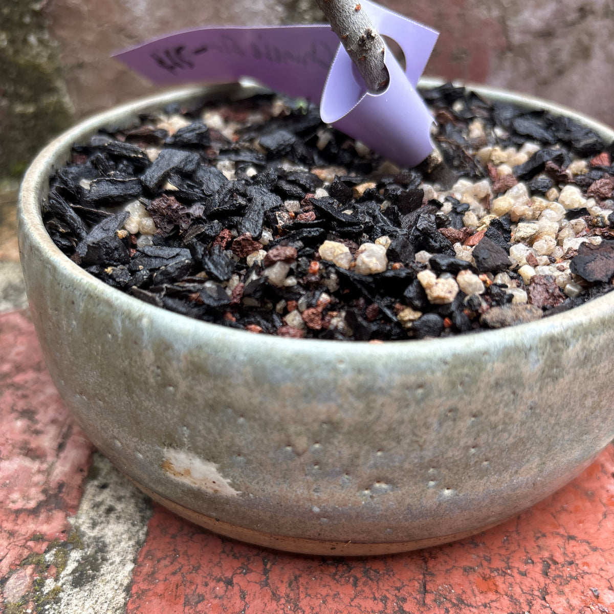 Bonsai - Chinese Elm in TONiC Ceramics planter est. 2022
