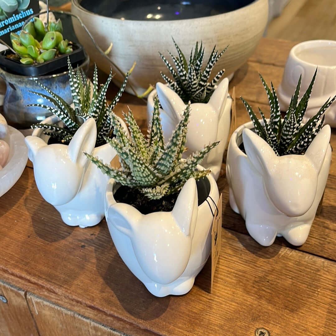Animal Succulent Planter