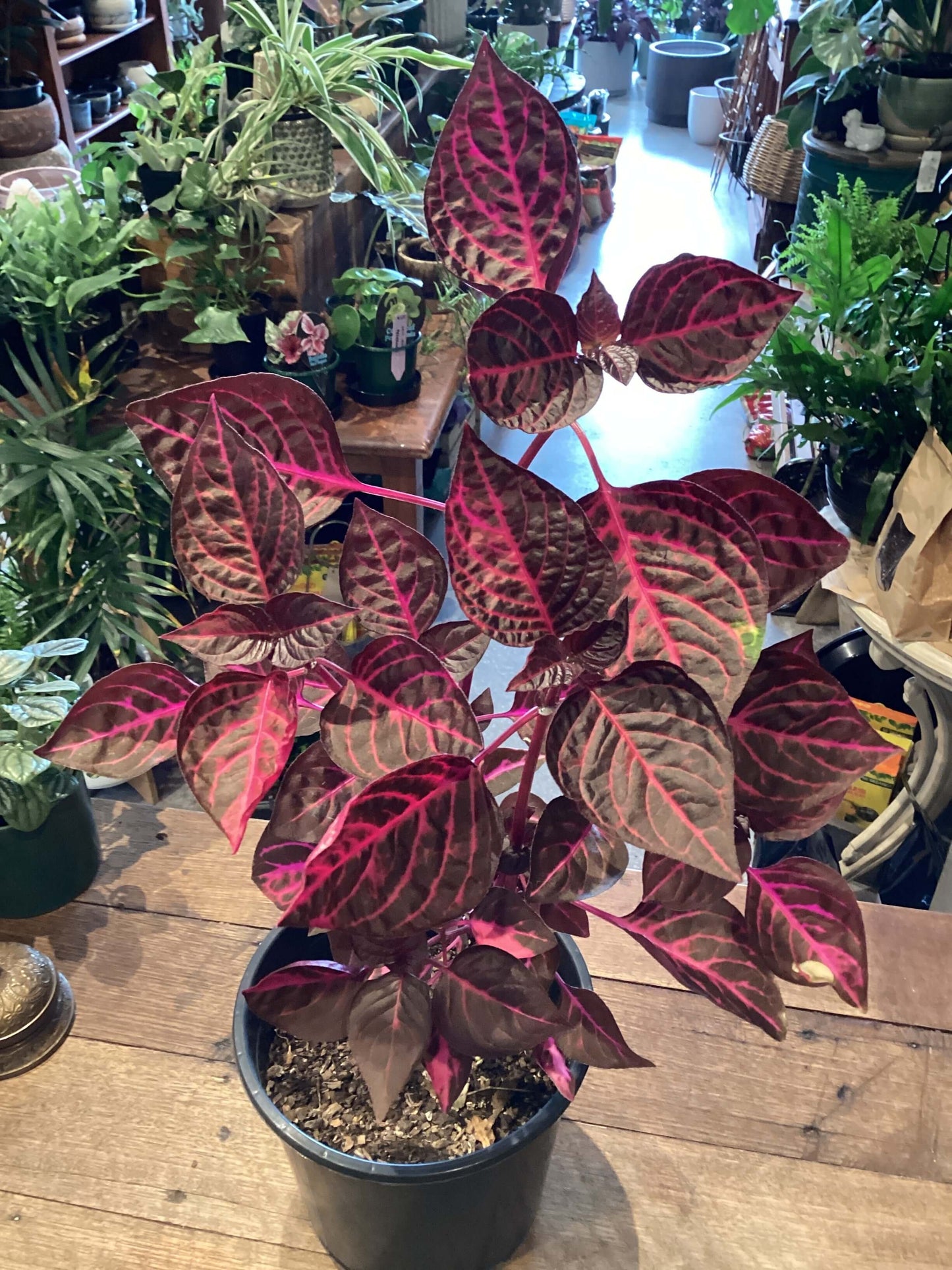 Iresine ‘Bloodleaf’