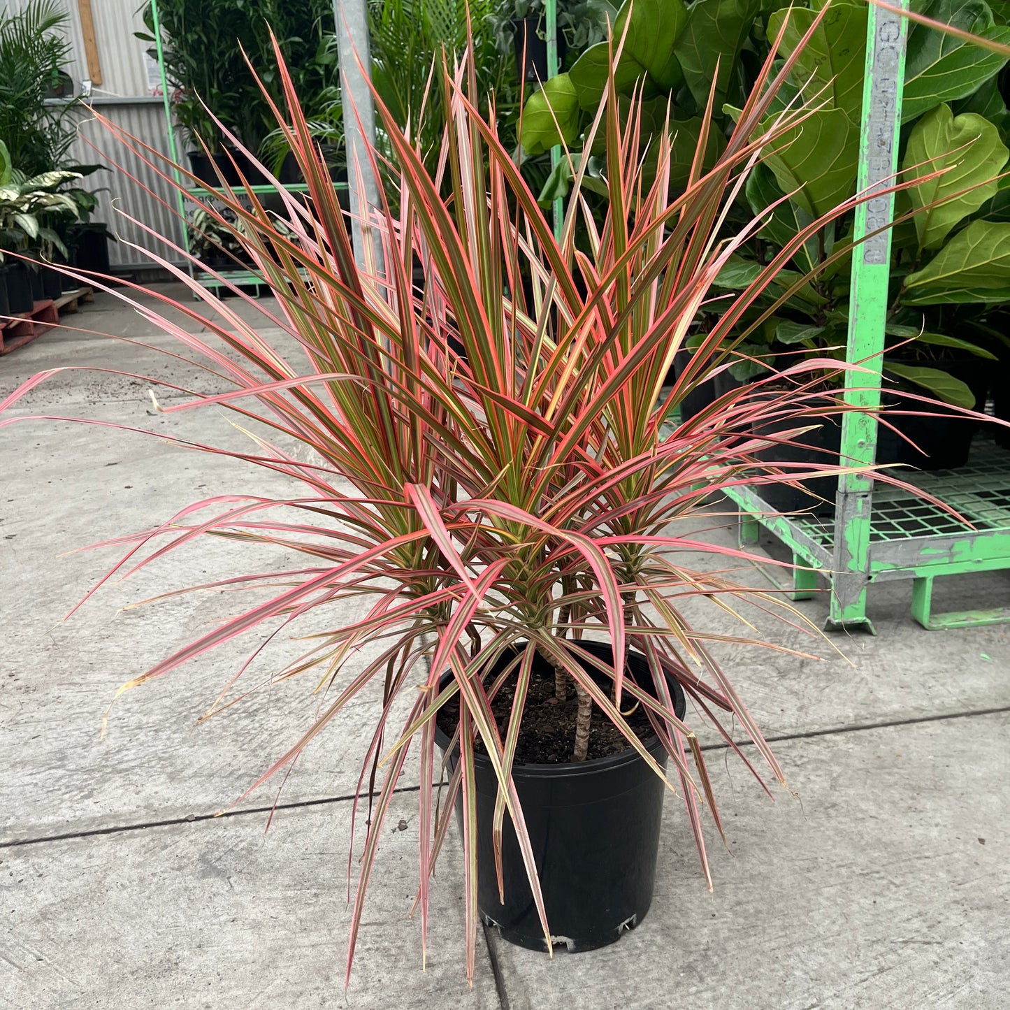 Potted plant with red and green leaves on a concrete surface