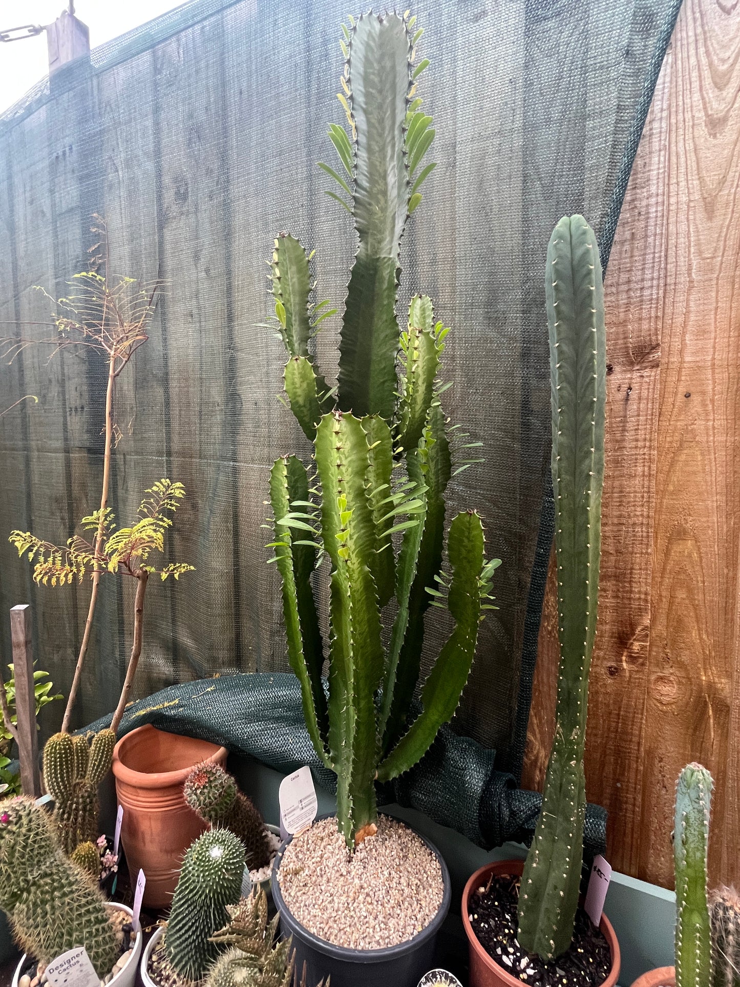 Euphorbia trigona — African Milk Tree
