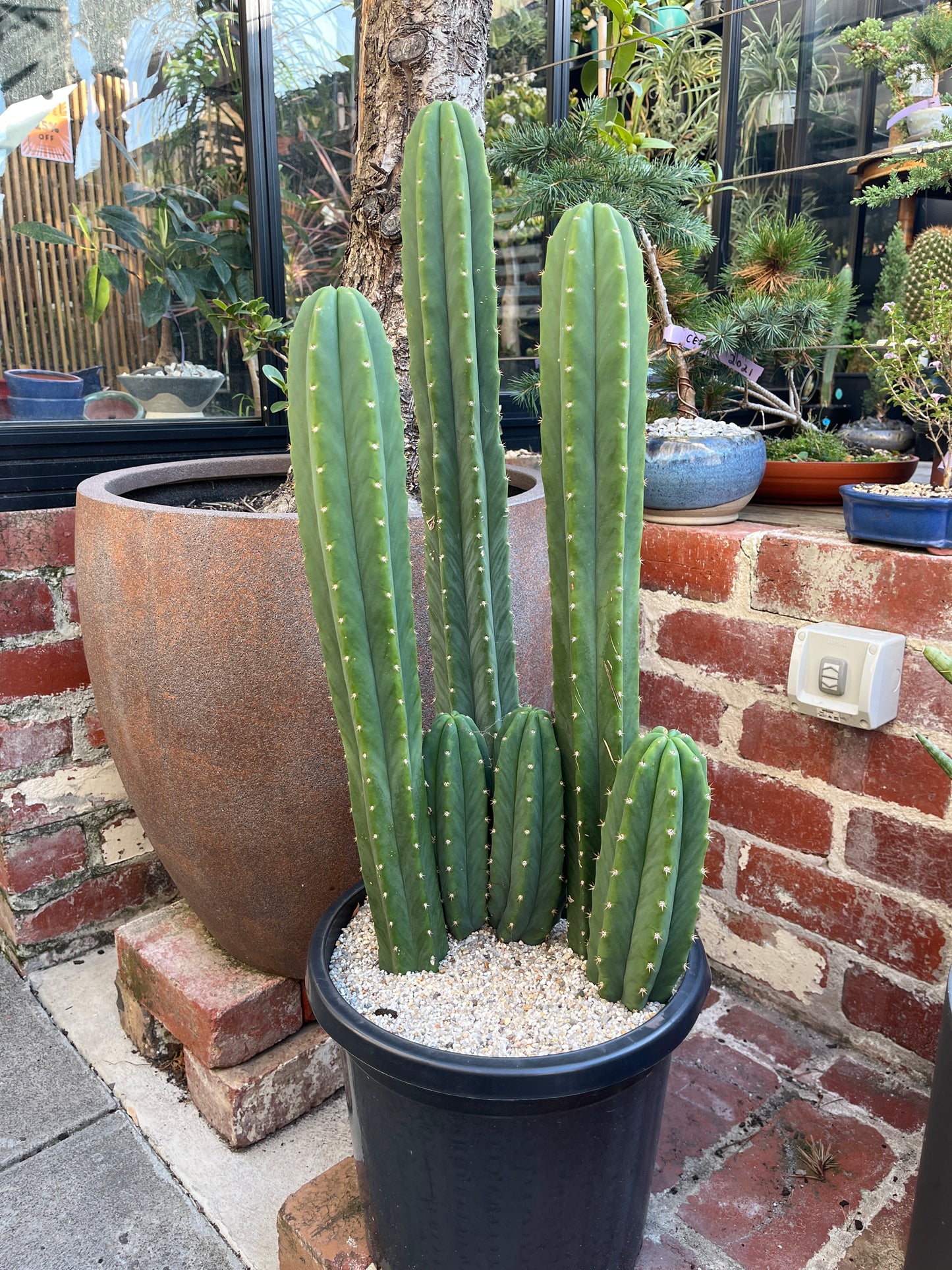 San Pedro cactus (Enchinopsis pachanoi)