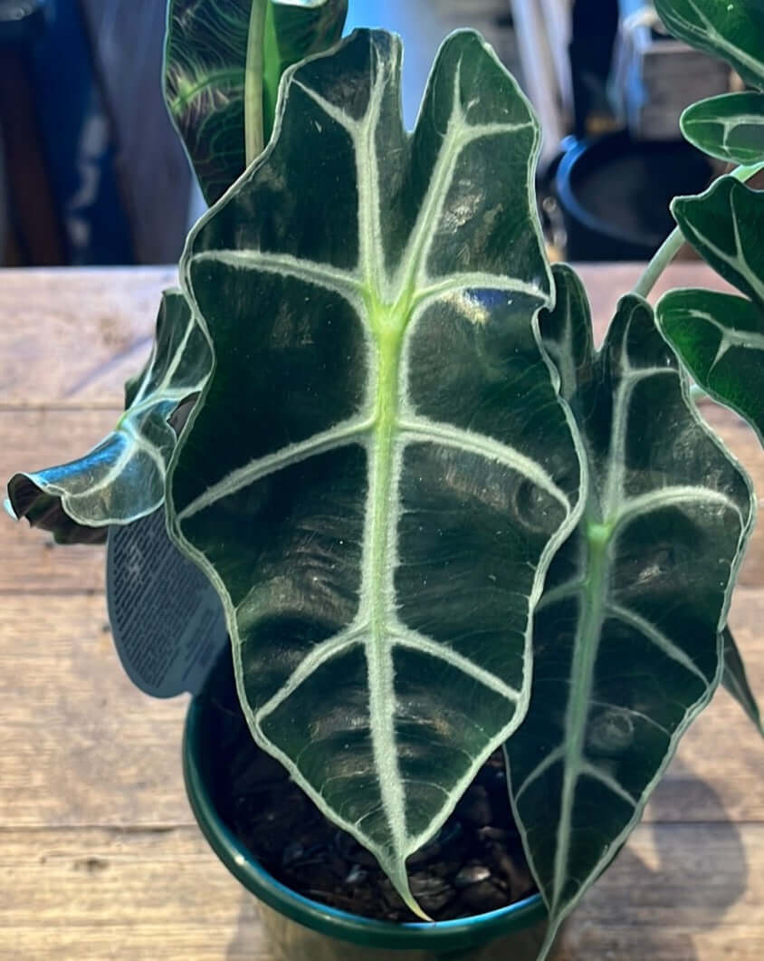 Alocasia amazonica ‘Dwarf Form’
