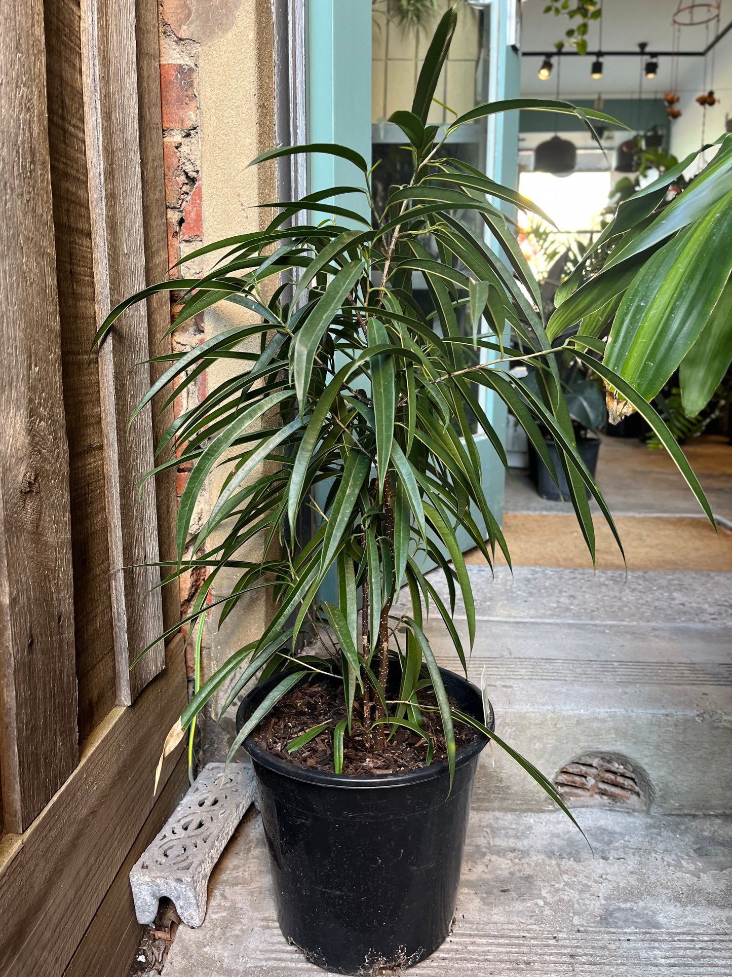 Ficus longifolia 'sabre'