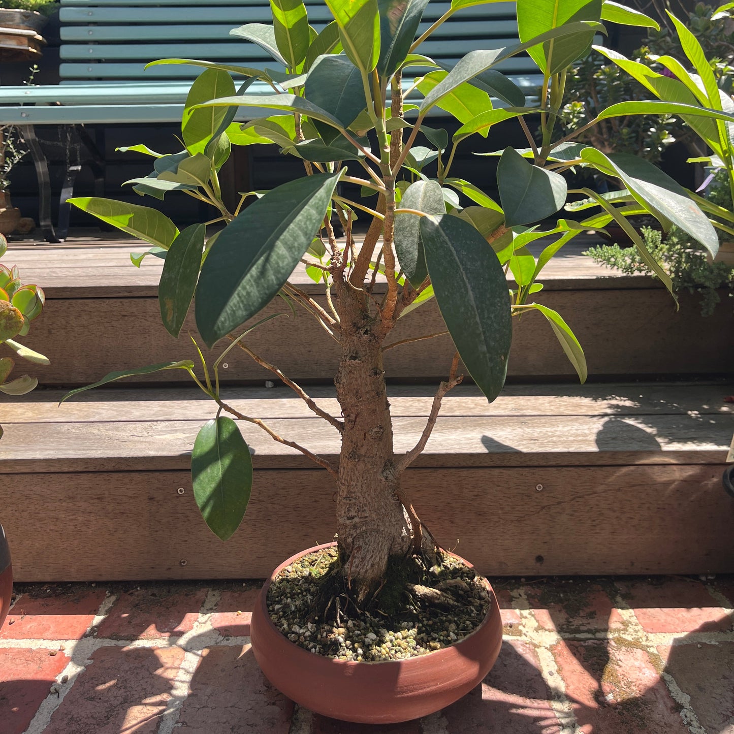 Bonsai - Ficus retusa