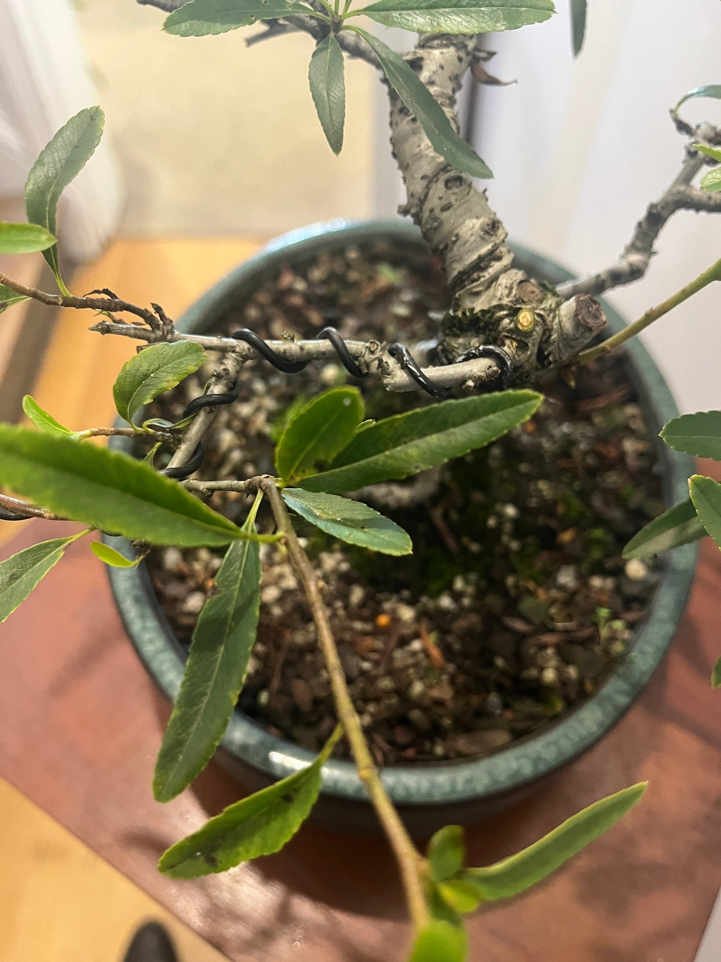 Bonsai - Firethorn (Pyracantha)