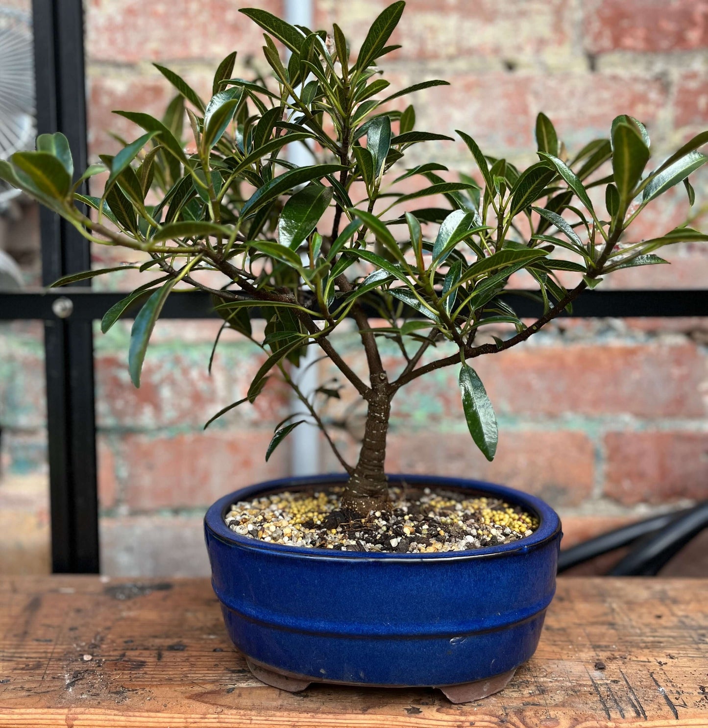 Bonsai - Ficus retusa (Willow leaf)
