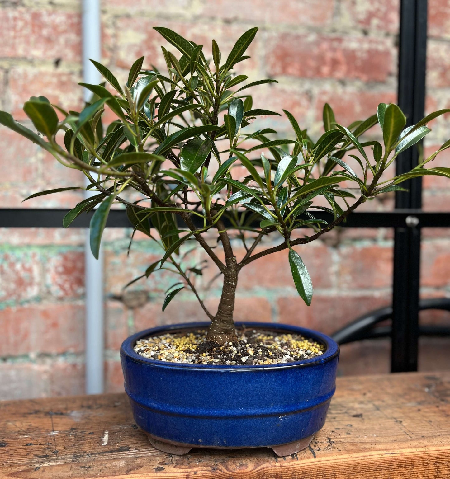 Bonsai - Ficus retusa (Willow leaf)