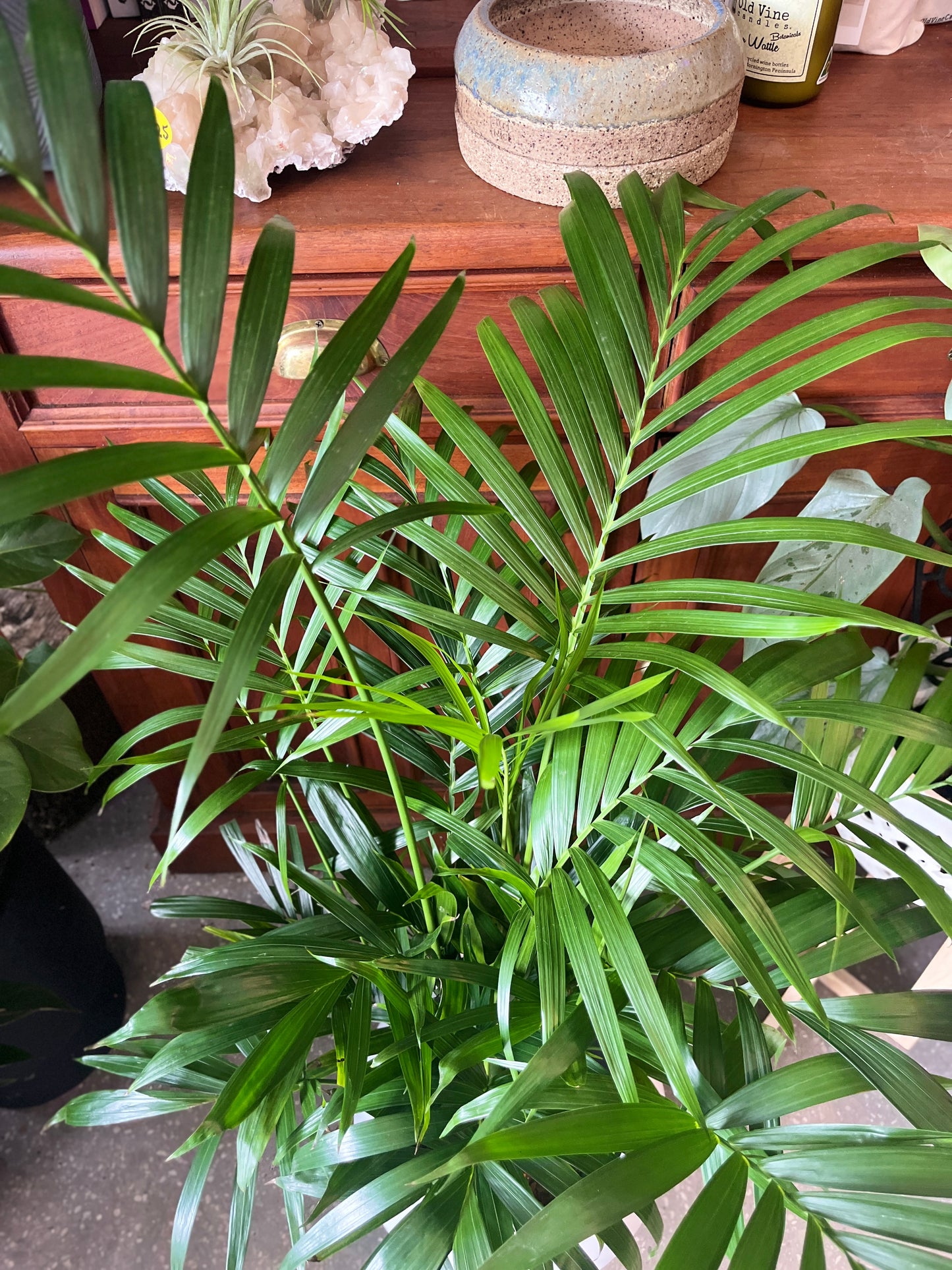 Cascade Palm (Chamaedorea cataractarum)
