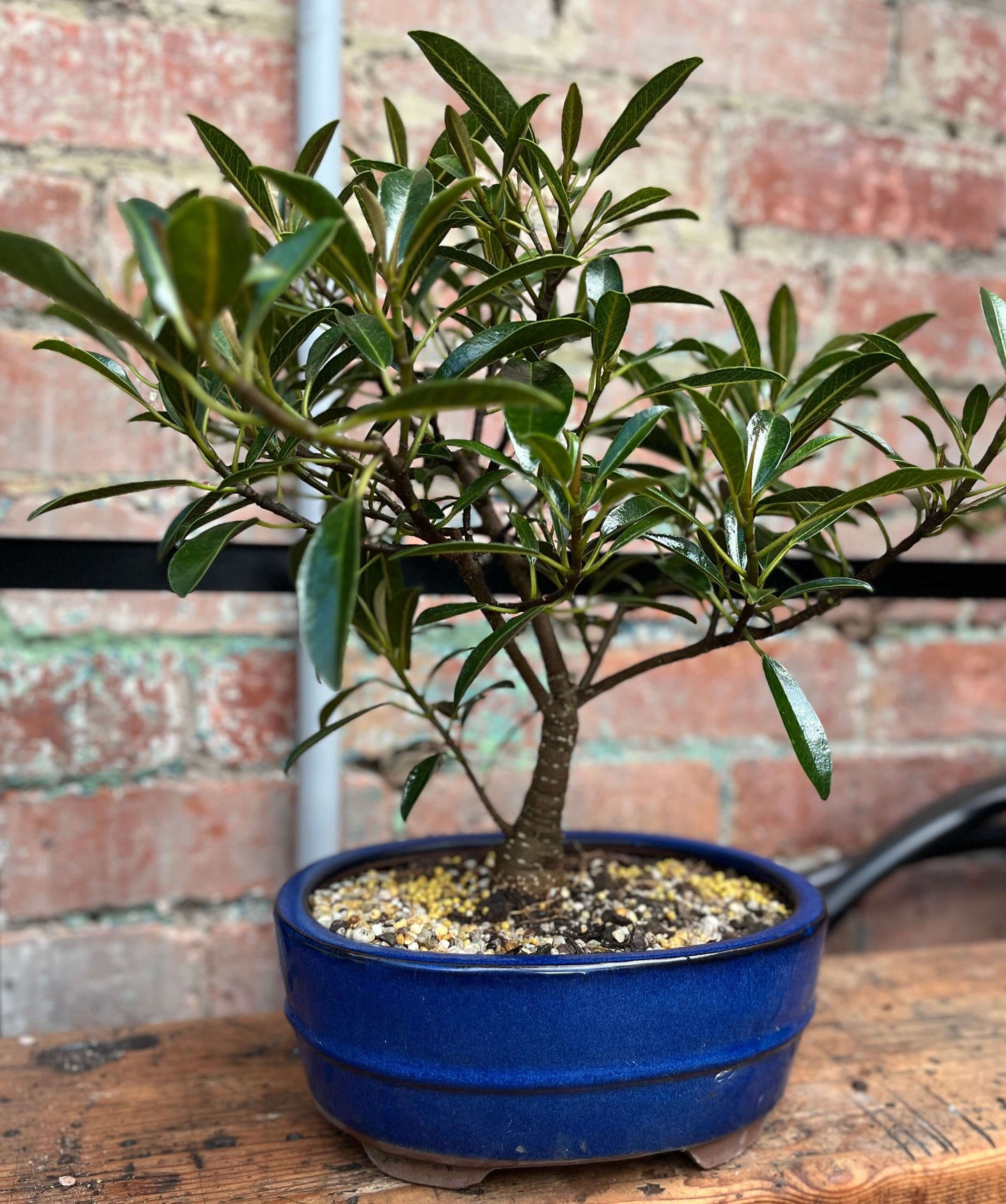 Bonsai - Ficus retusa (Willow leaf)
