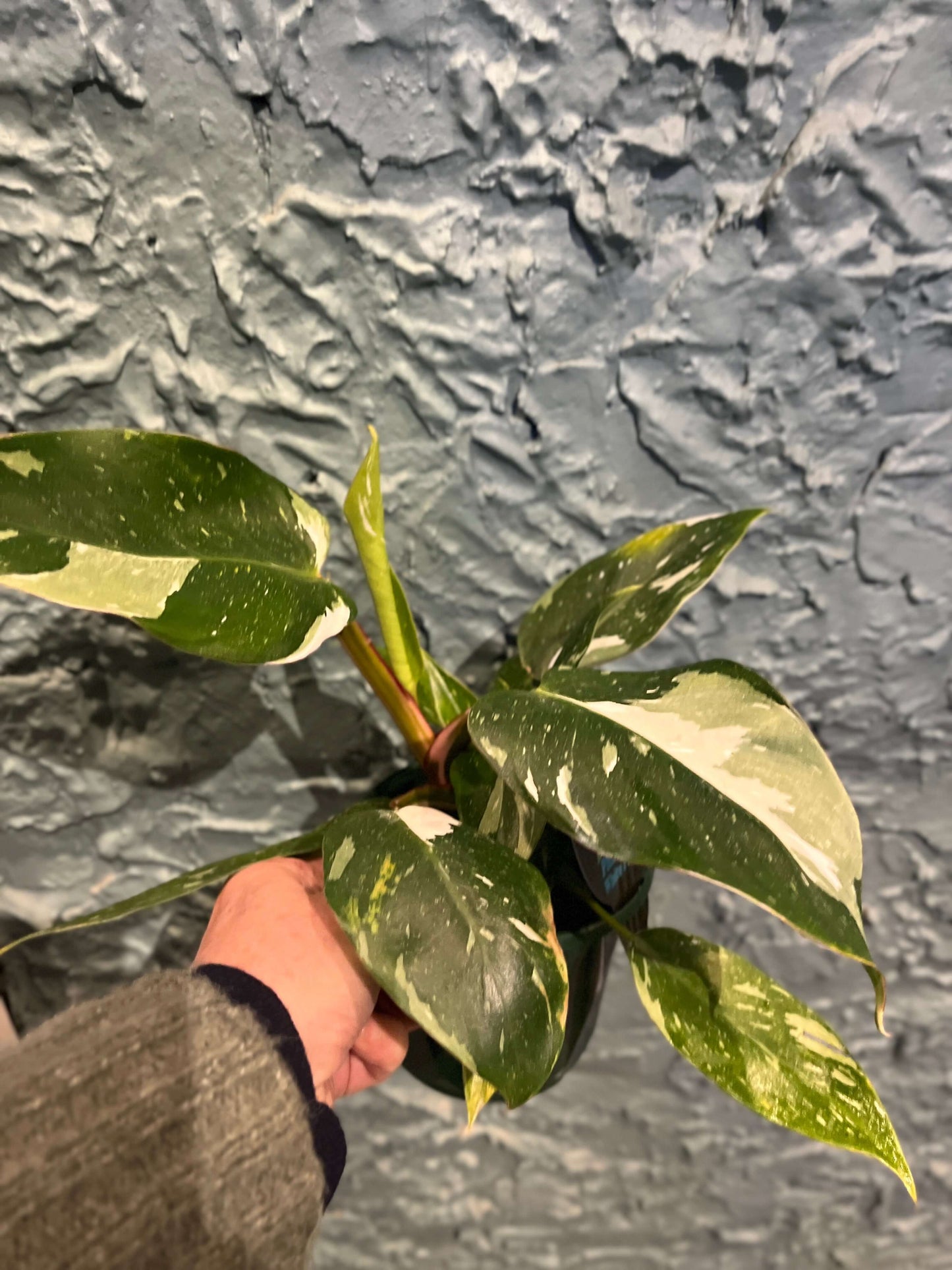 Philodendron White Princess