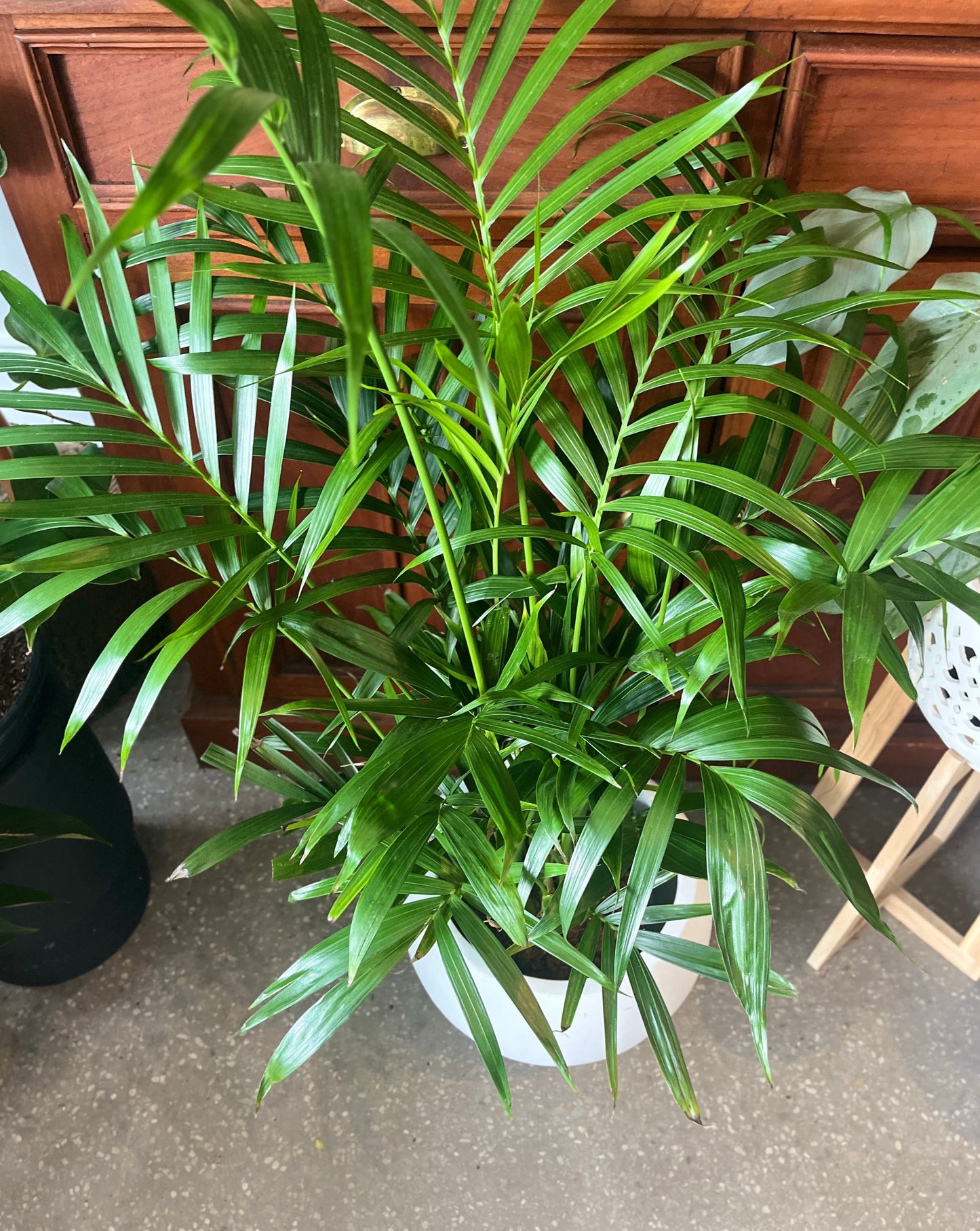 Cascade Palm (Chamaedorea cataractarum)