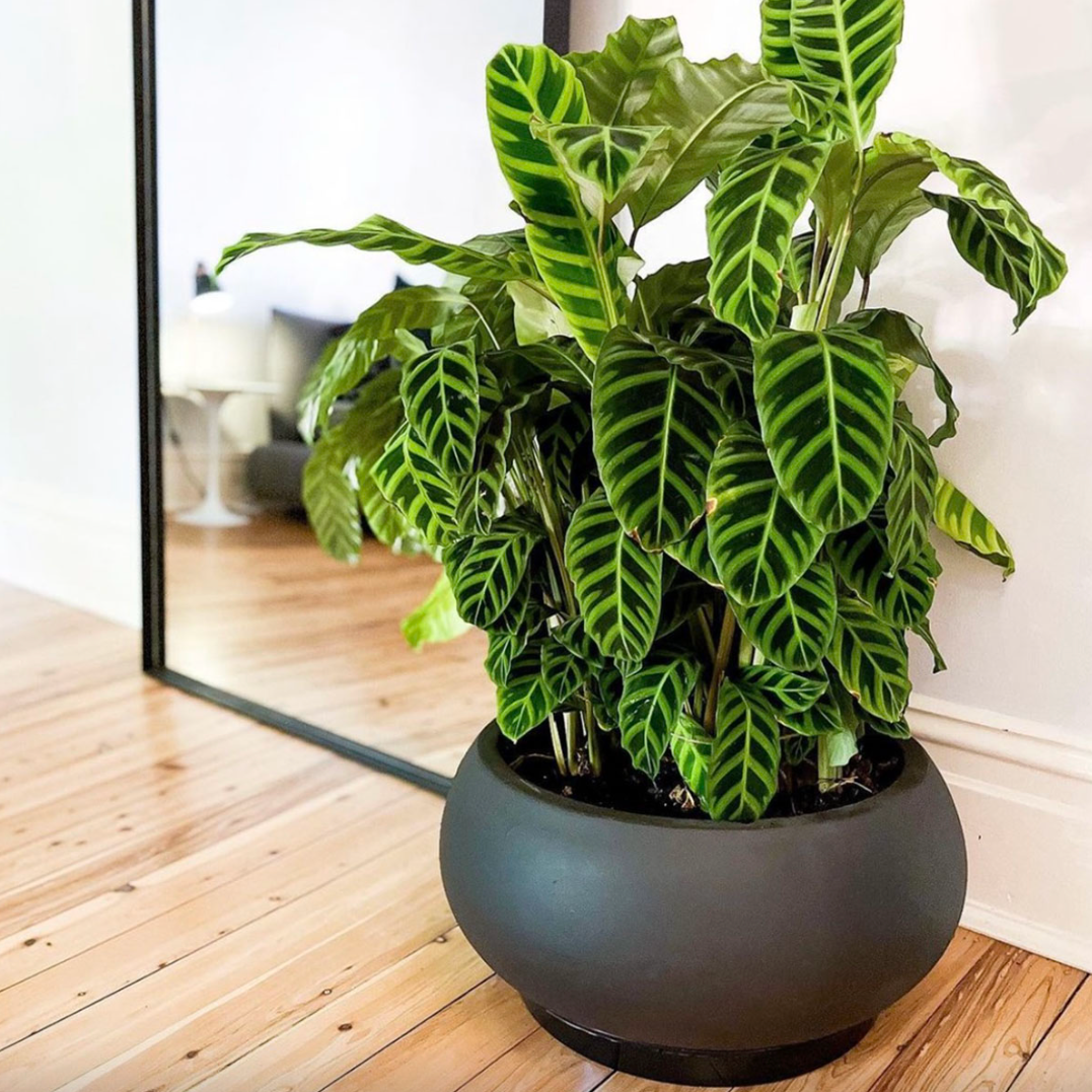GardenLite Bowl - Black