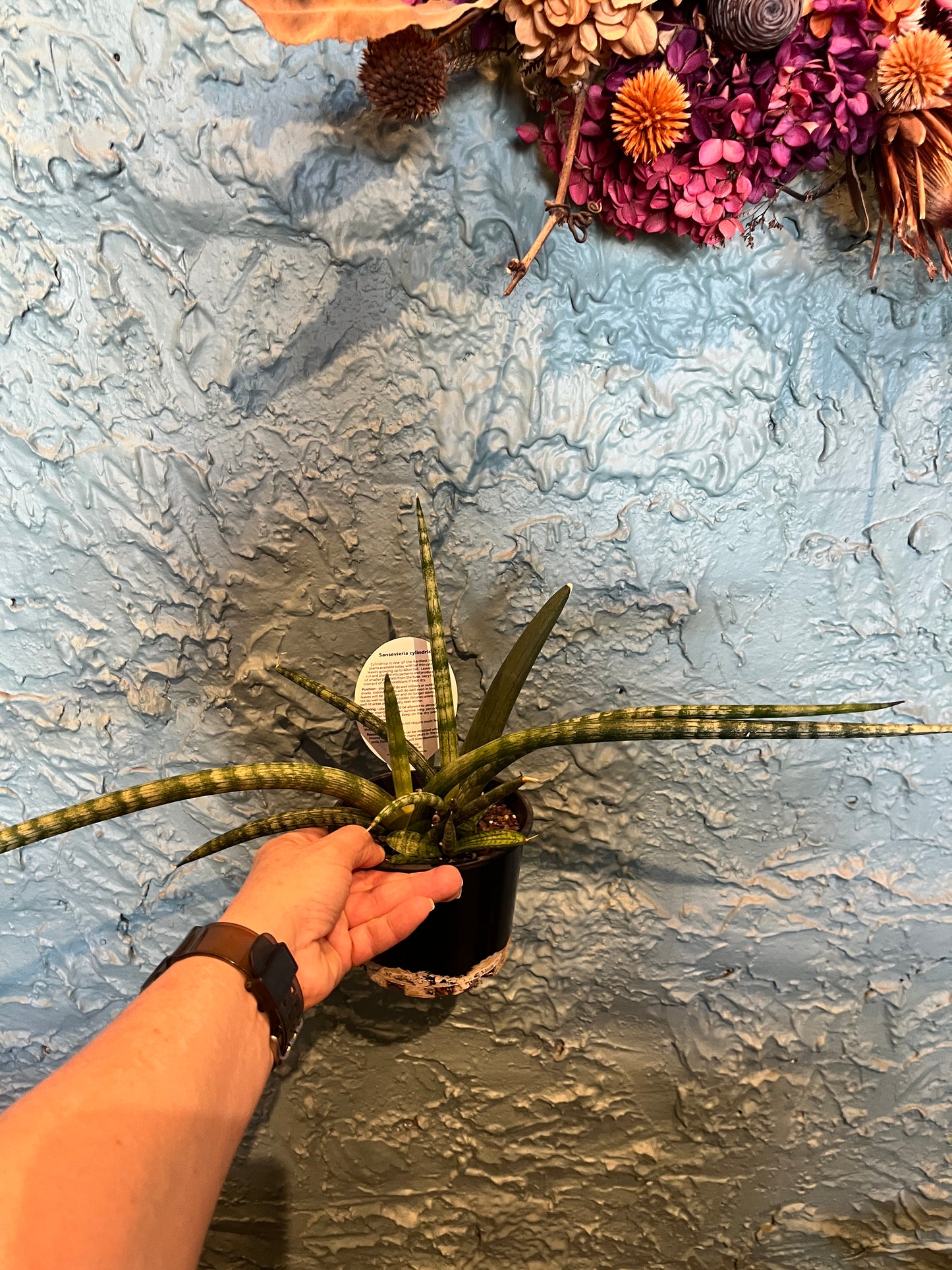 Sansevieria Cylindrica