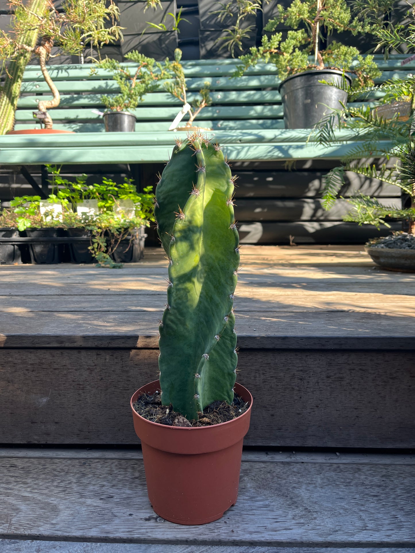 Cereus Forbesii Spiralis (The Spiral Cactus)