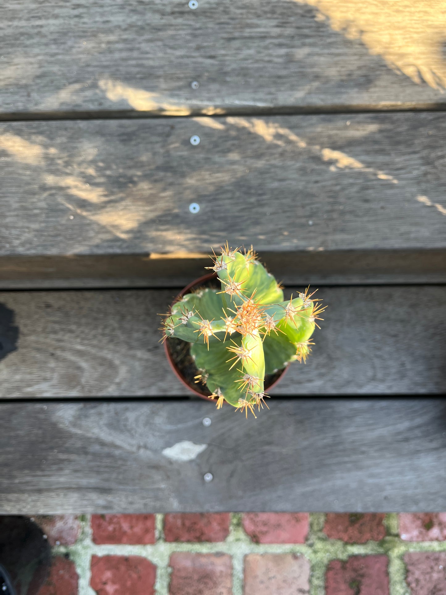 Cereus Forbesii Spiralis (The Spiral Cactus)