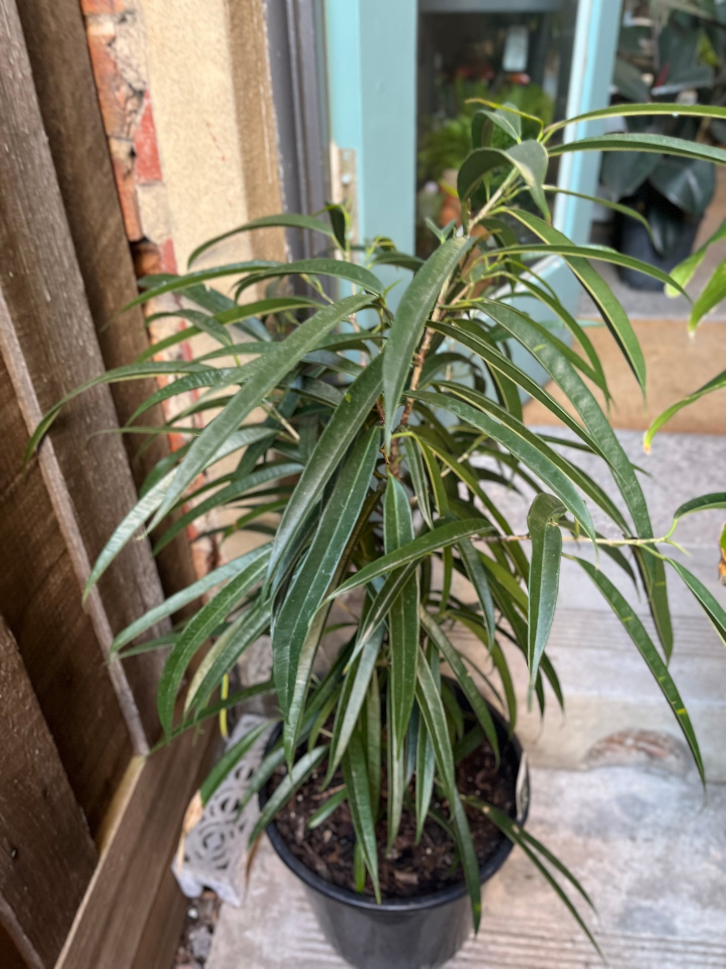 Ficus longifolia 'sabre'