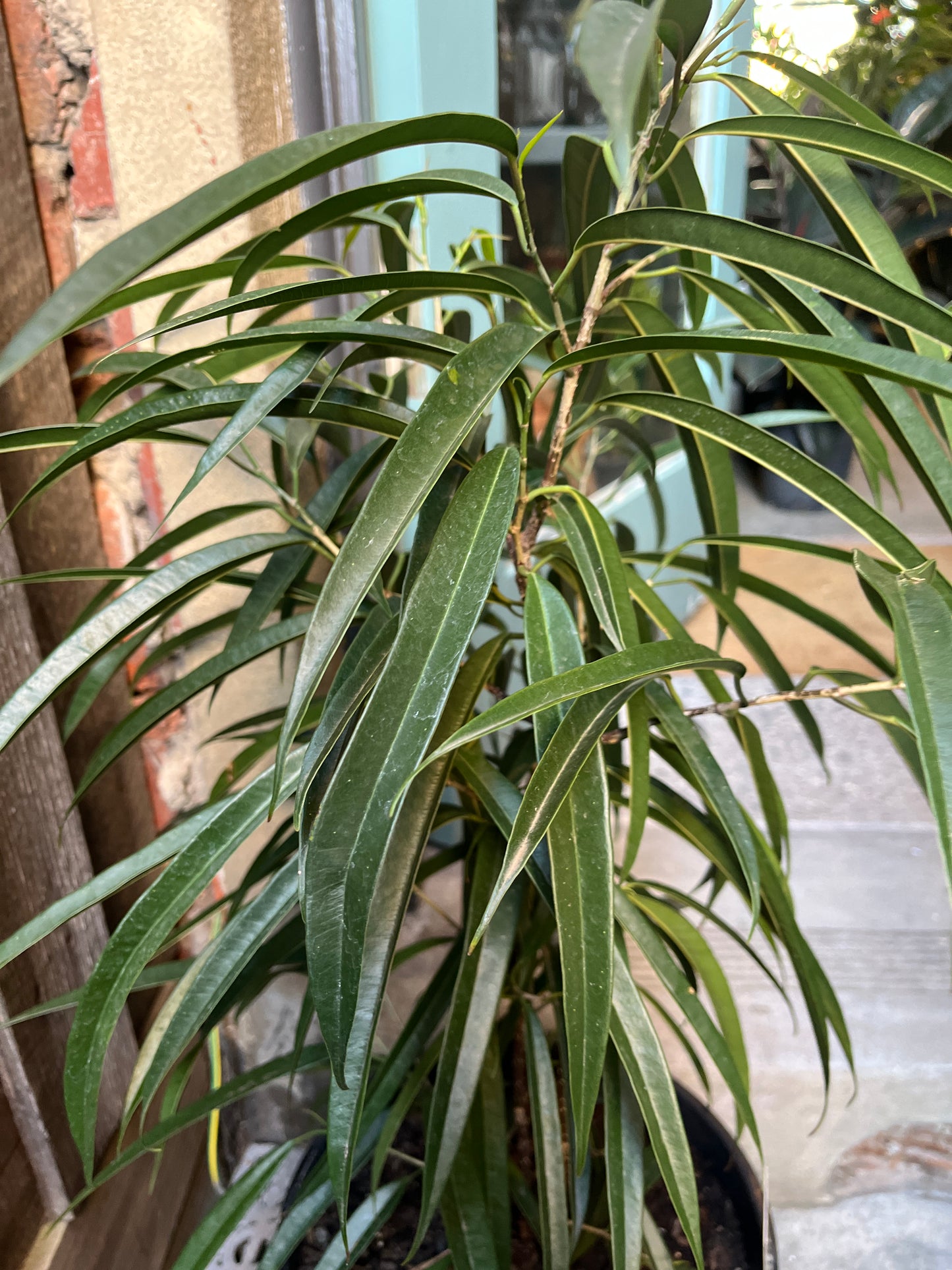 Ficus longifolia 'sabre'