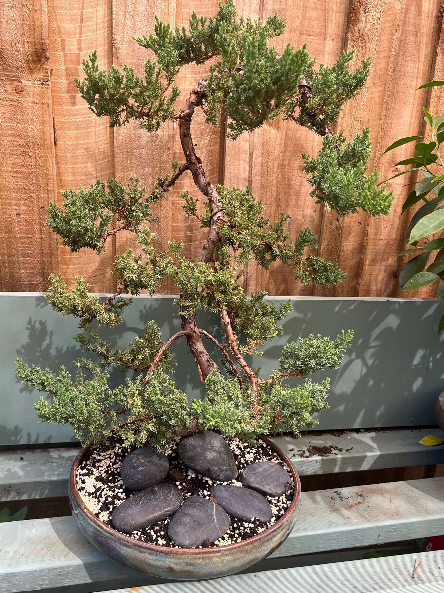 Bonsai - Juniper