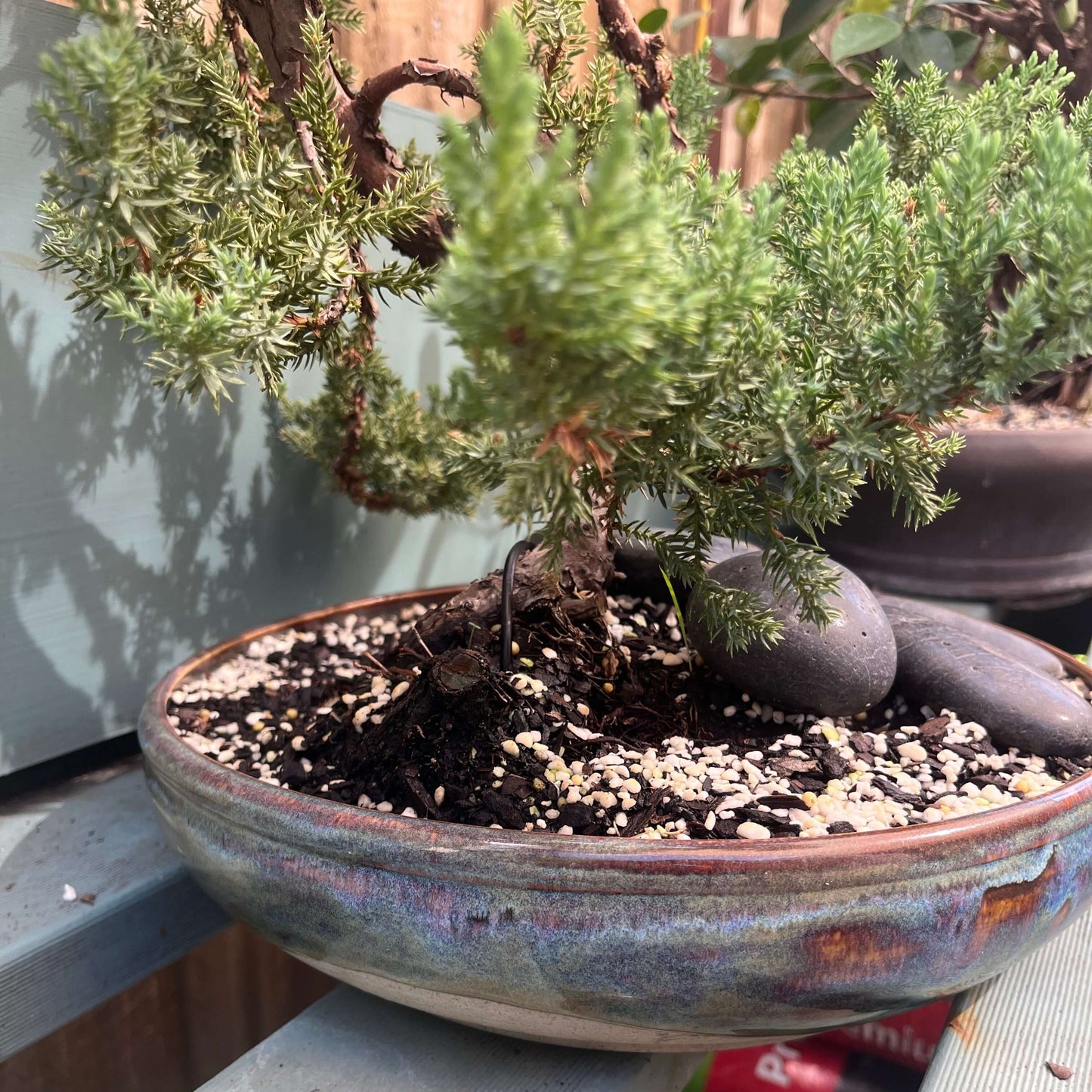 Bonsai - Juniper