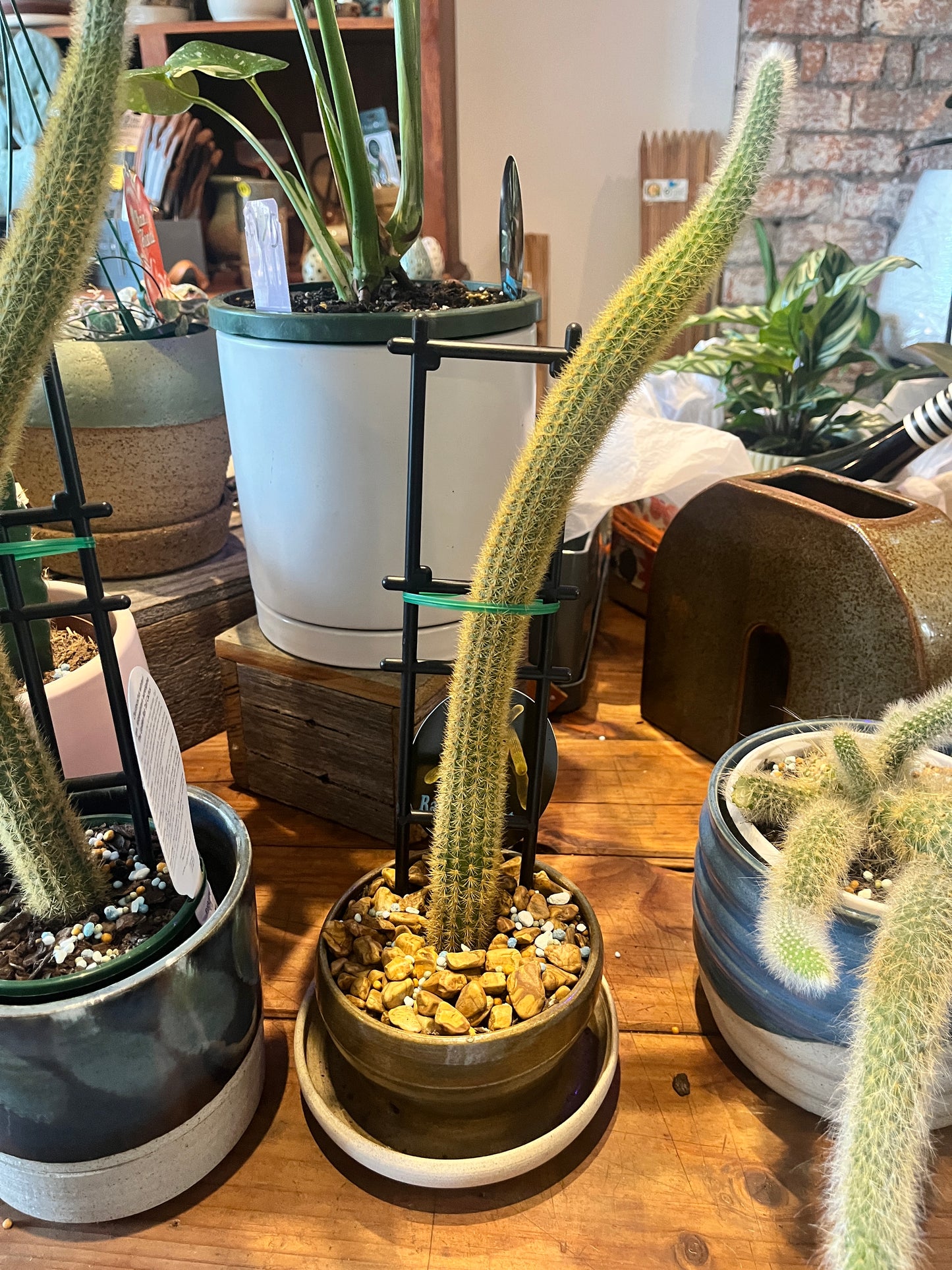 Plant + Pot Combo - Golden Rat Tail