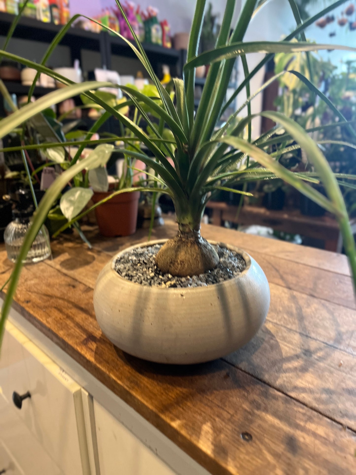 Plant + Pot combo - Ponytail Palm