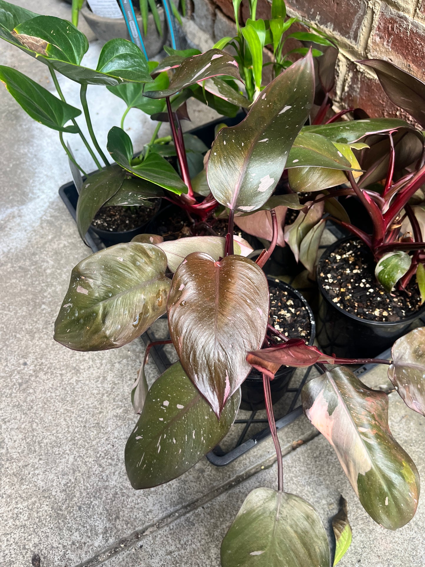 Philodendron Pink Princess